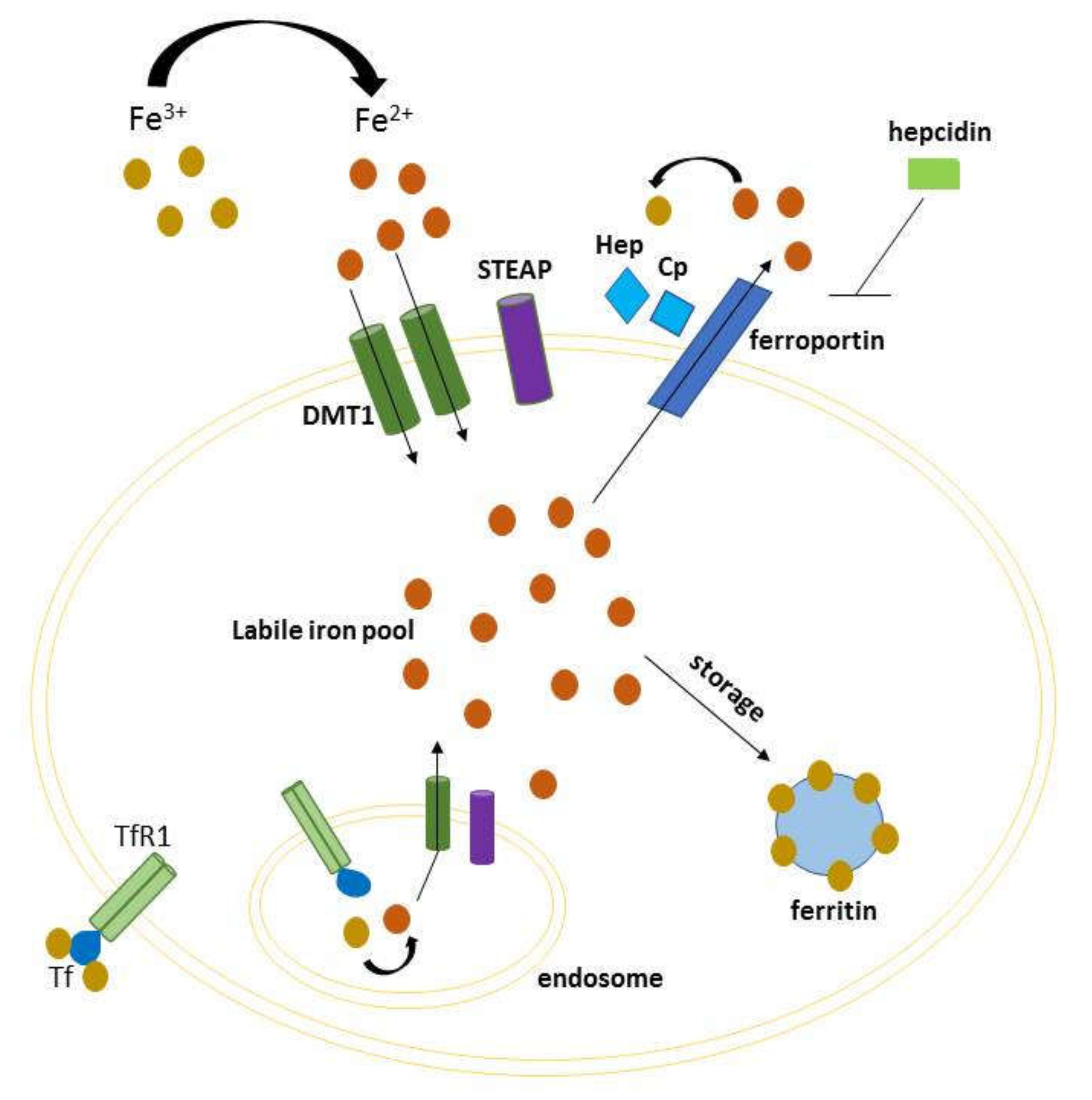 Ijms 21 02257 g001 Ijms 21 02257 g001