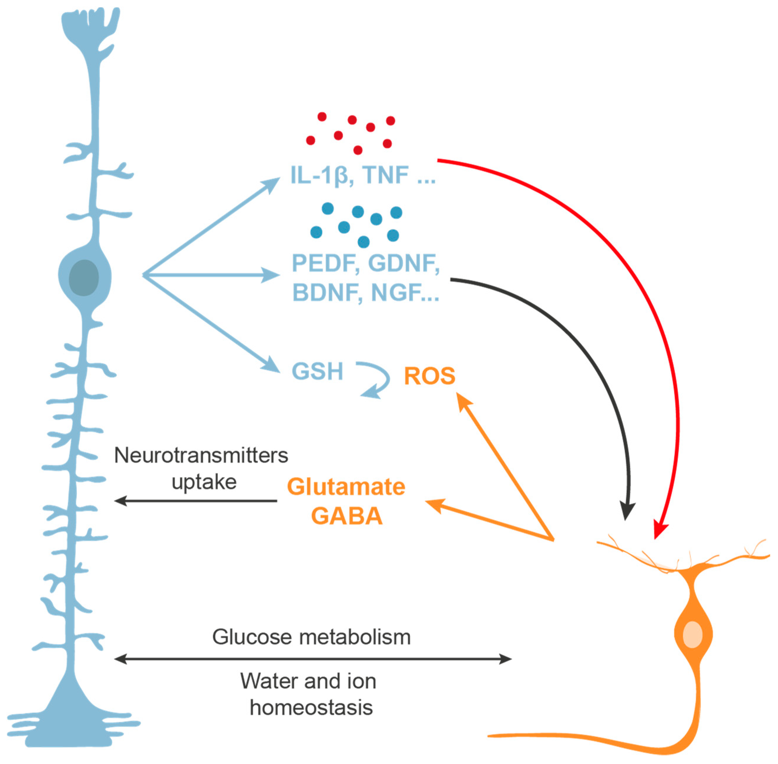 Ijms 21 02262 g005 Ijms 21 02262 g005