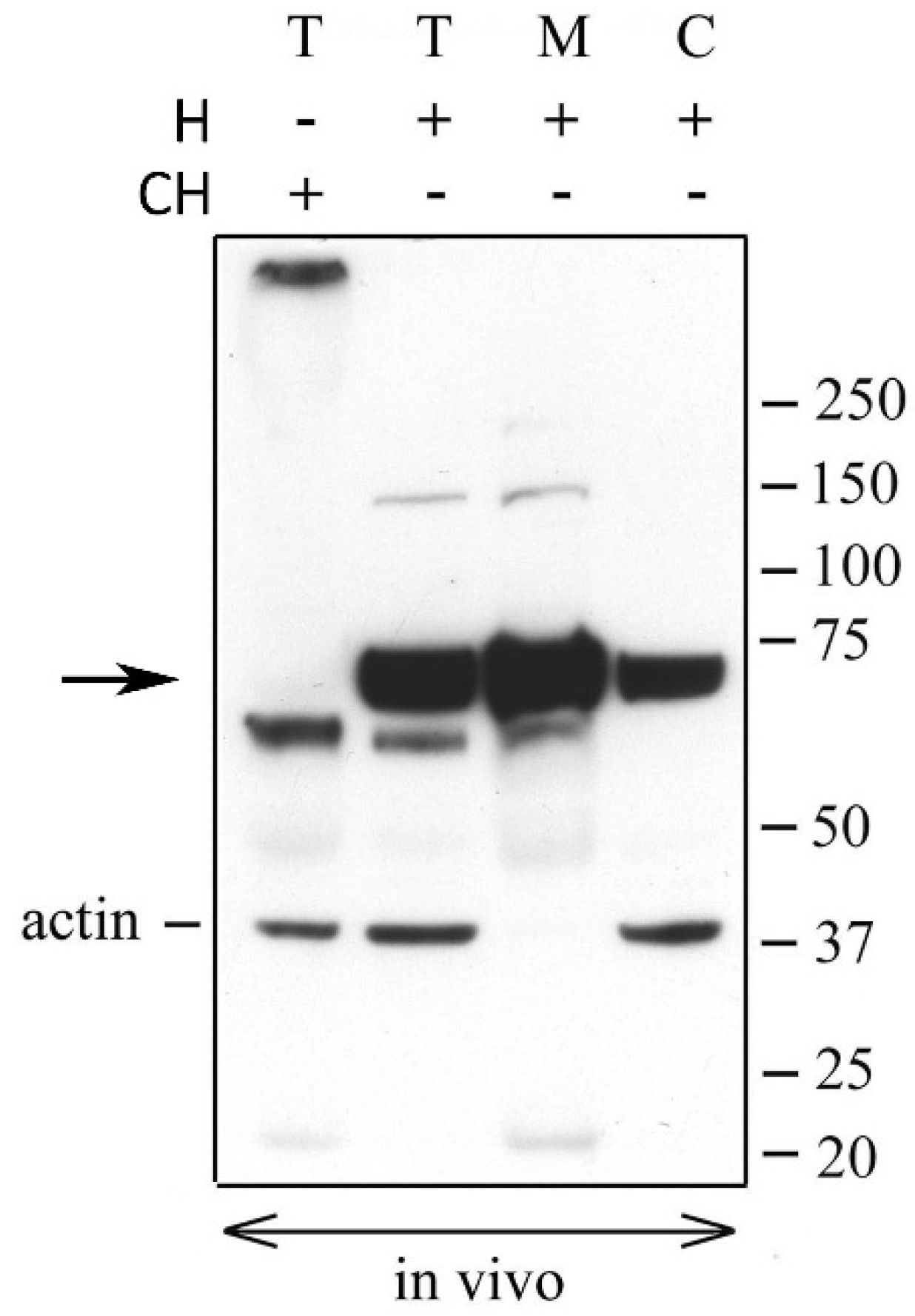 Ijms 21 02267 g001 Ijms 21 02267 g001