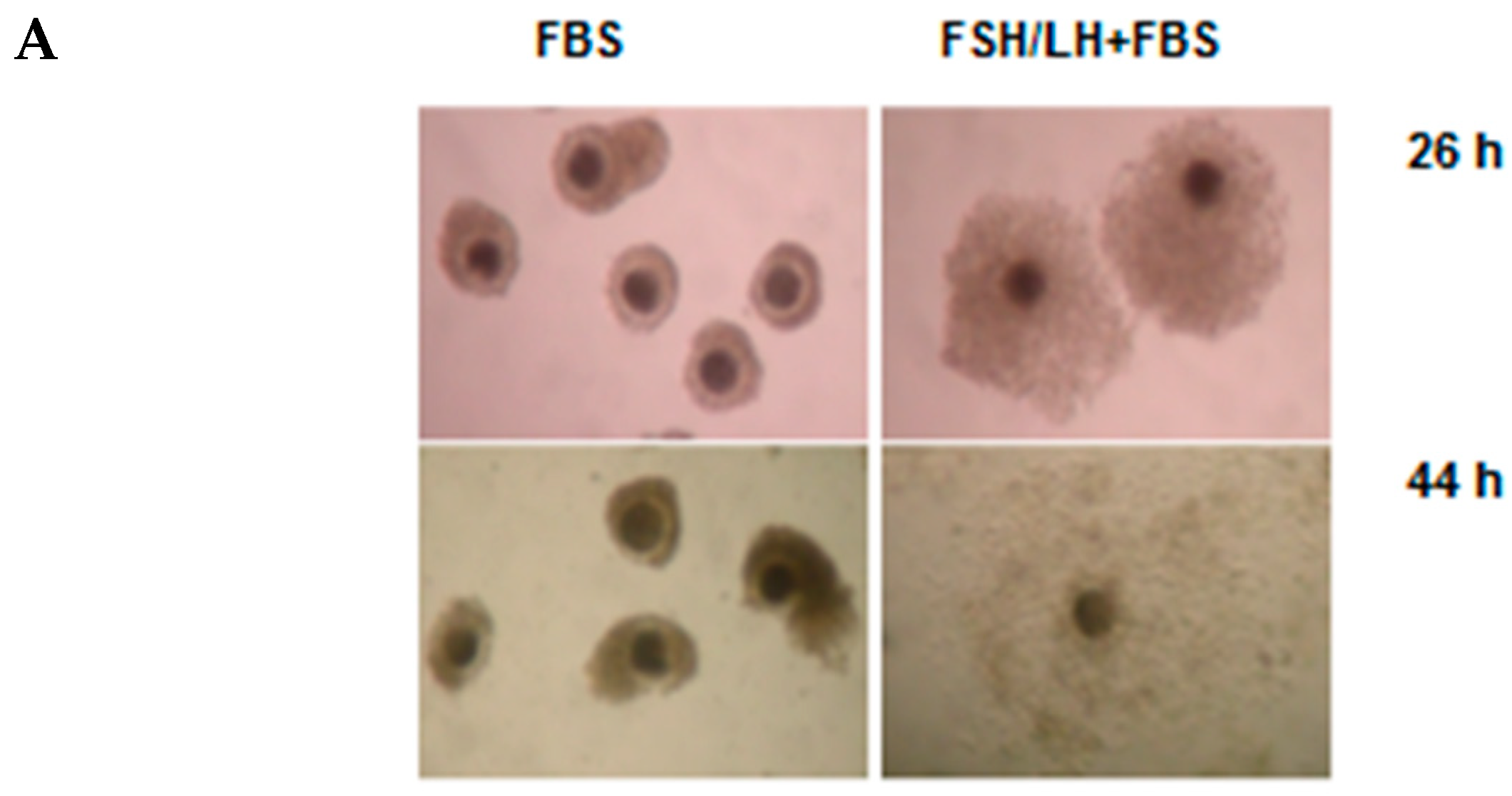 Ijms 21 02267 g002a Ijms 21 02267 g002a