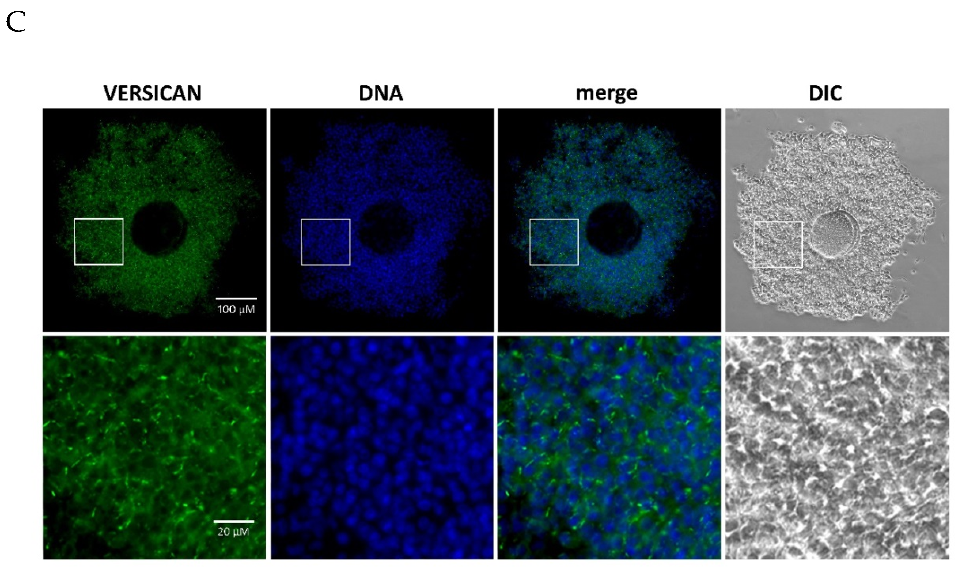 Ijms 21 02267 g003b Ijms 21 02267 g003b