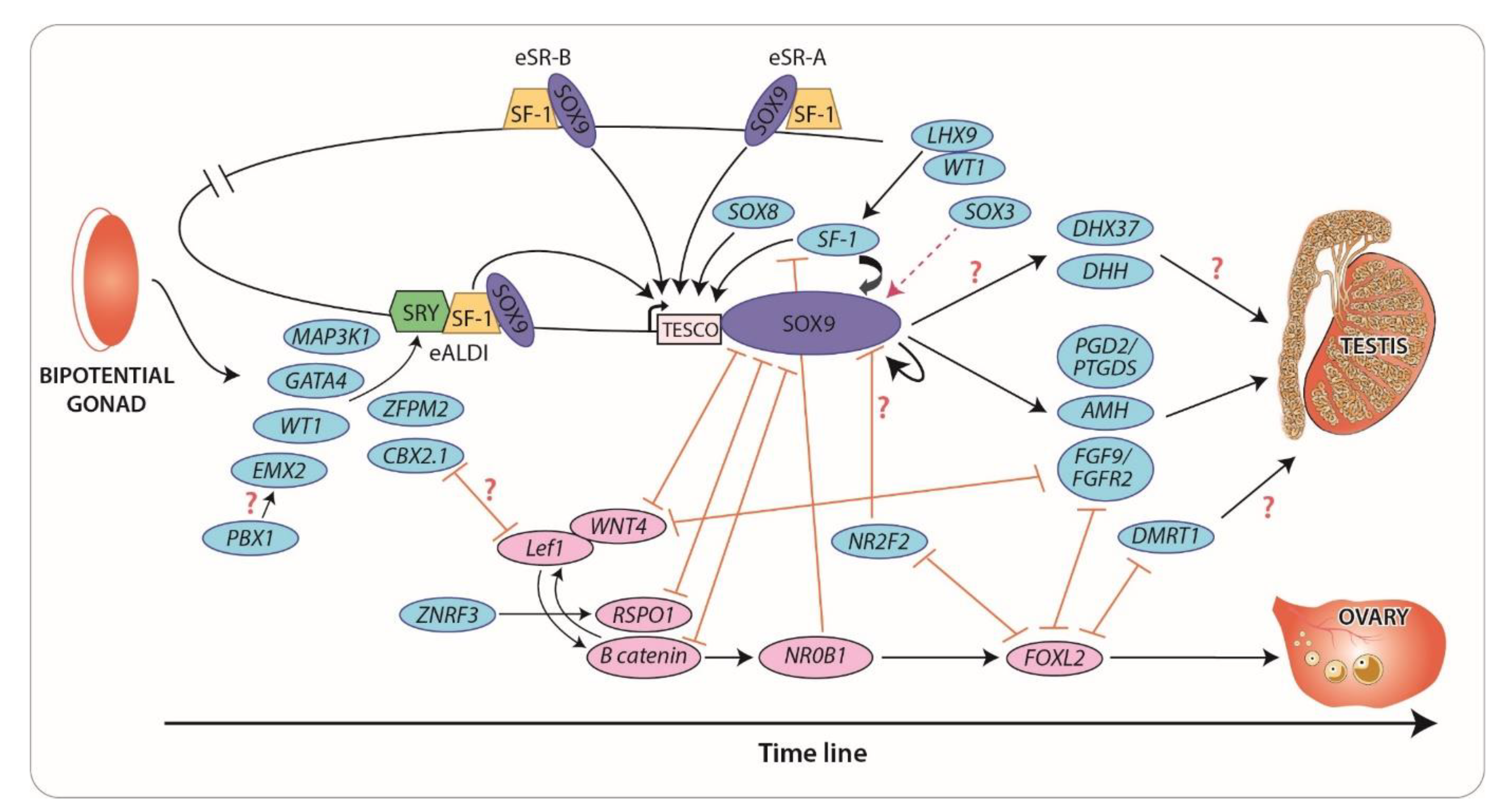 Ijms Free Full Text Disorders Of Sex Development—novel Regulators