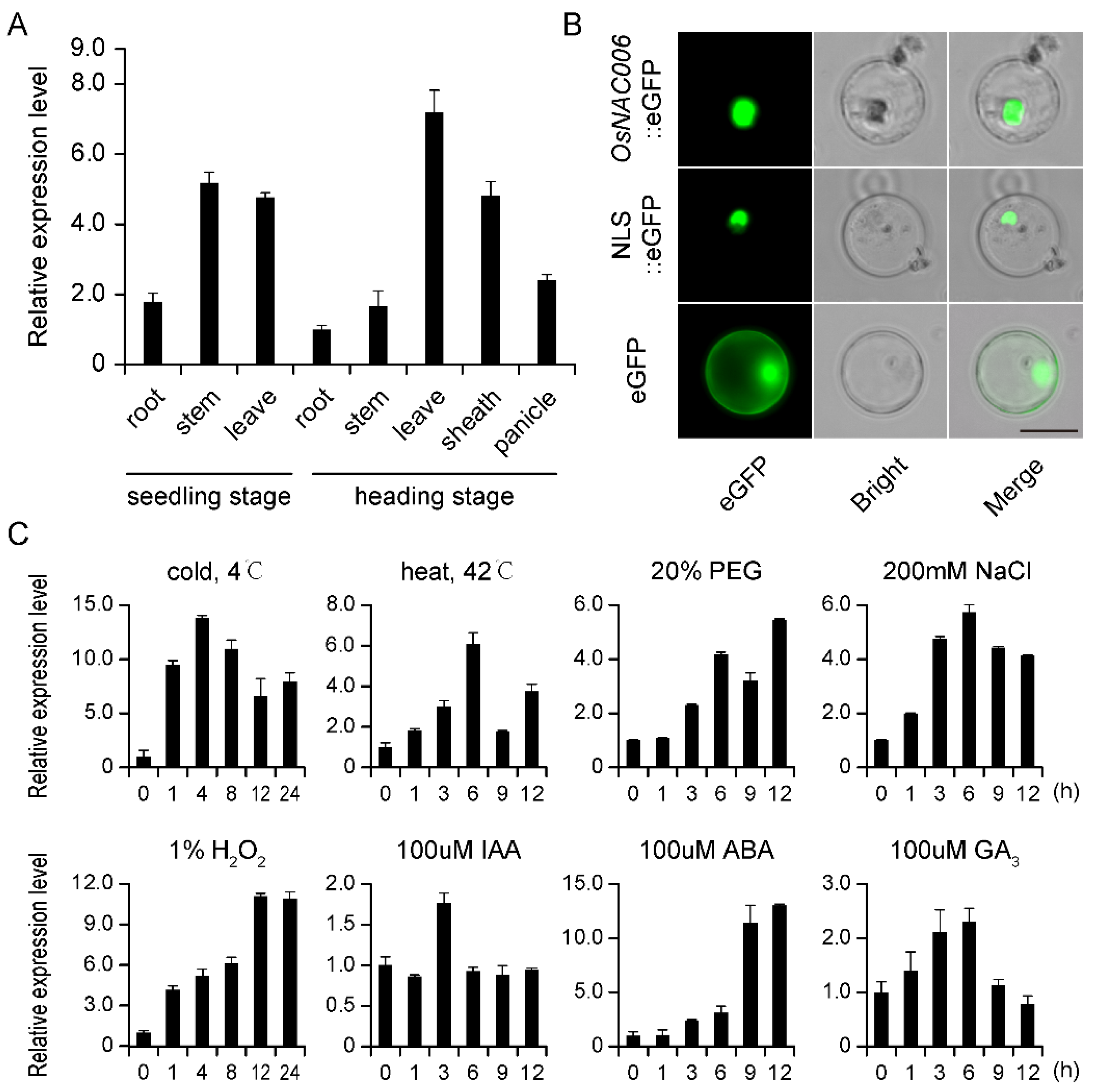 Phenotype of wild-type Supi 3 and mutant wh. (A) spikes, (B) leaf