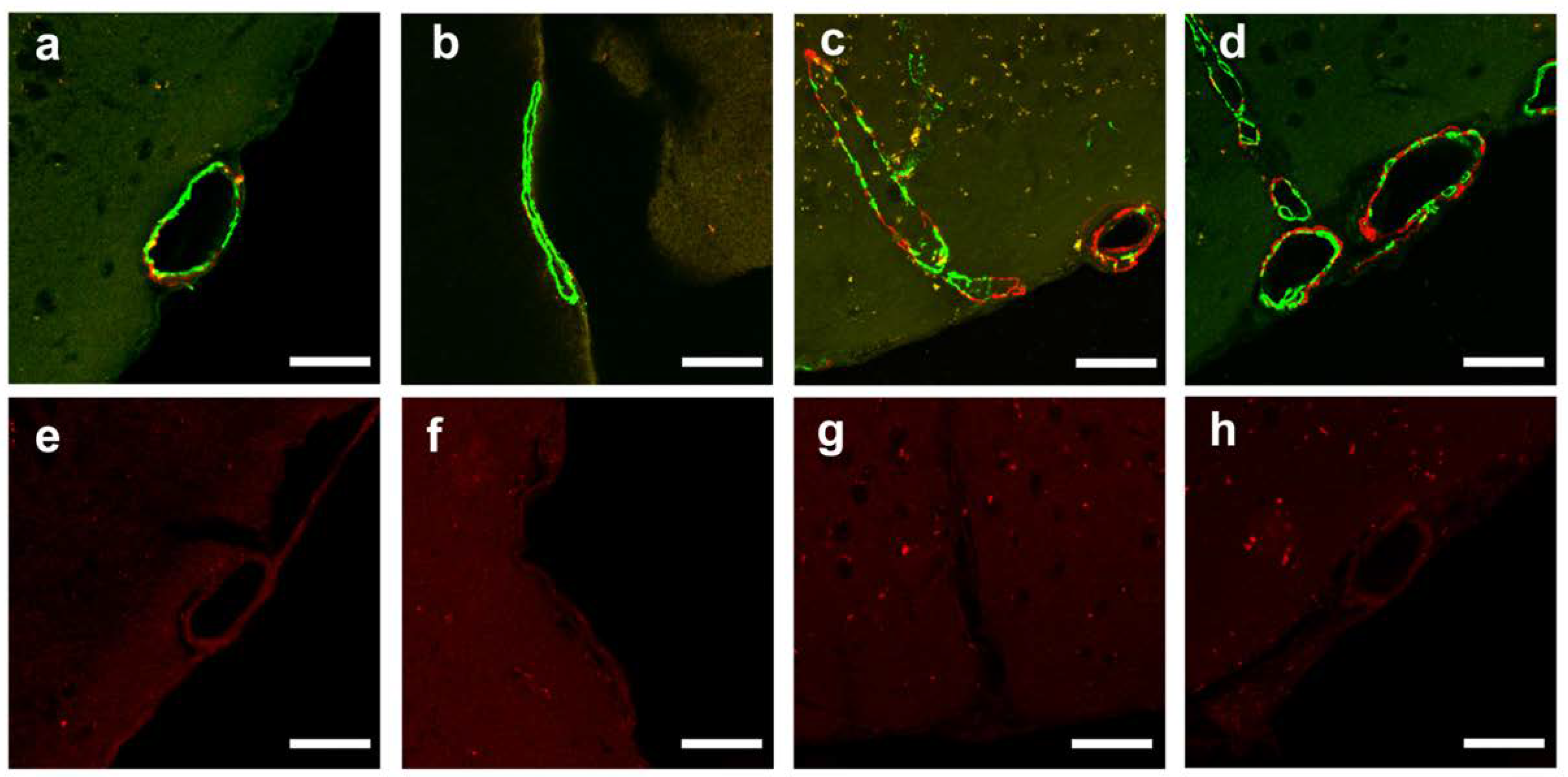 Ijms 21 02295 g002 Ijms 21 02295 g002
