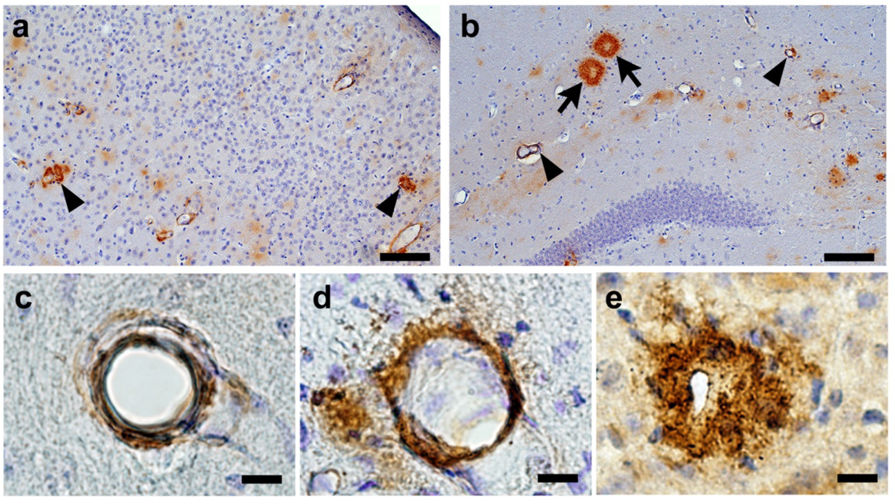 Ijms 21 02295 g005 Ijms 21 02295 g005