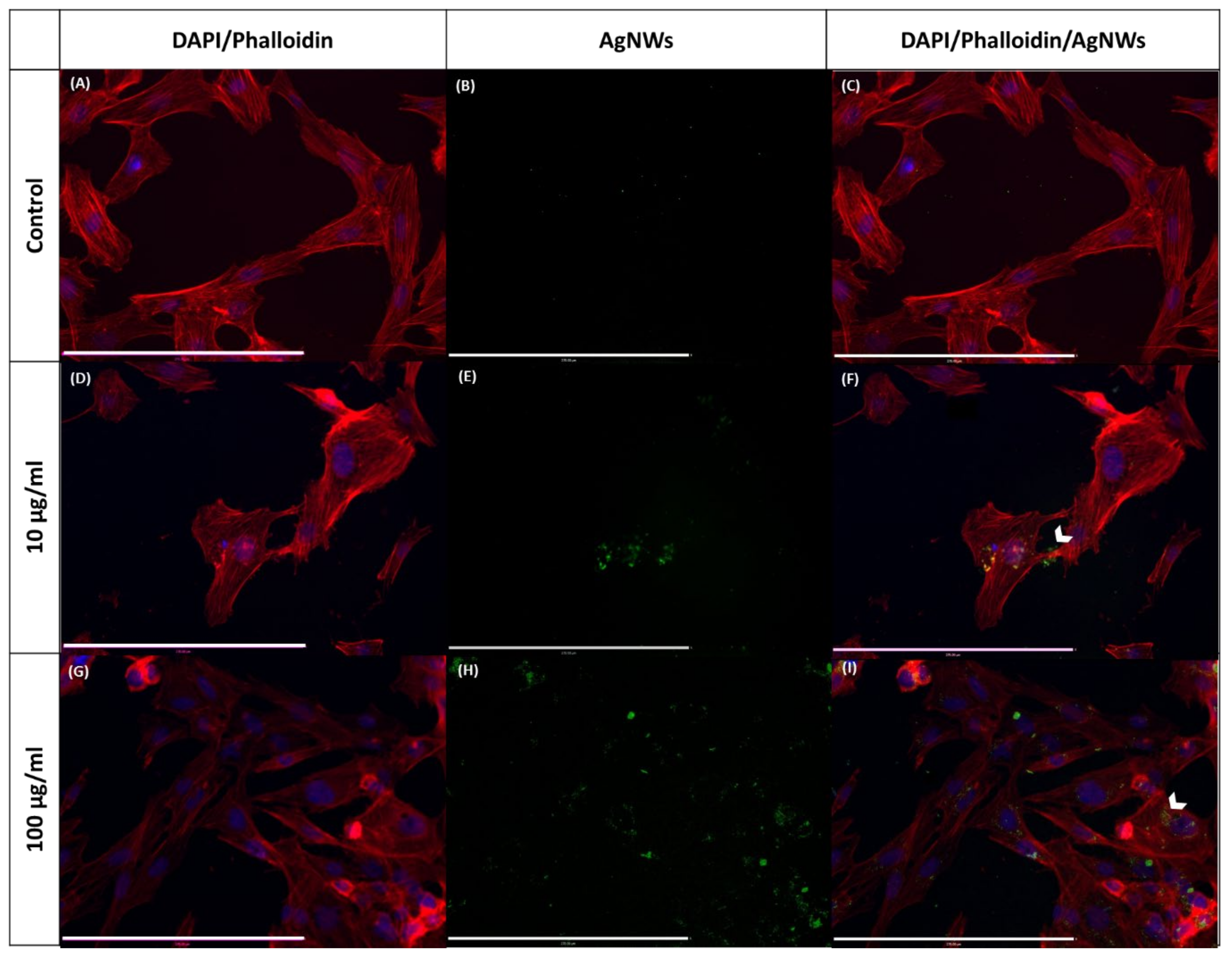Ijms 21 02303 g010 Ijms 21 02303 g010