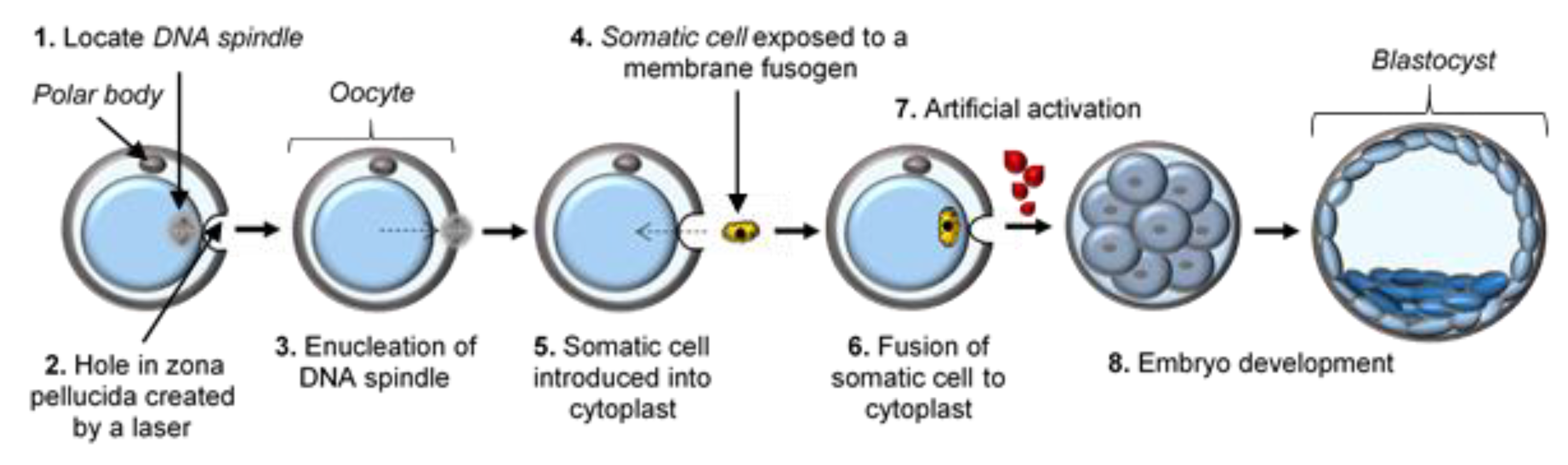 somatic cell diagram