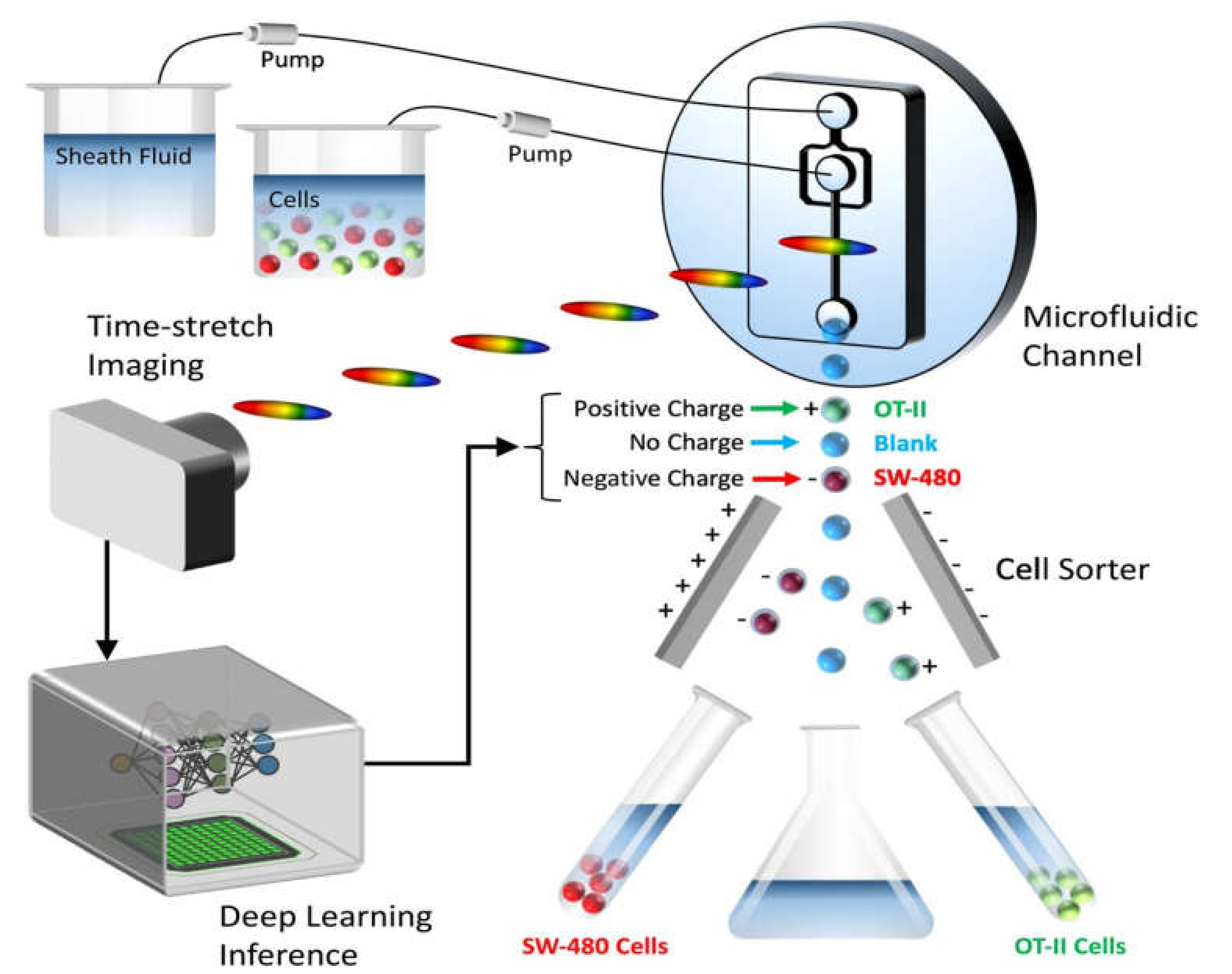 Ijms Free Full Text Detection Of Rare Objects By Flow Cytometry Imaging Cell Sorting And Deep Learning Approaches Html