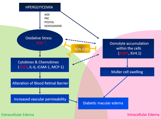 macular edema pathophysiology)