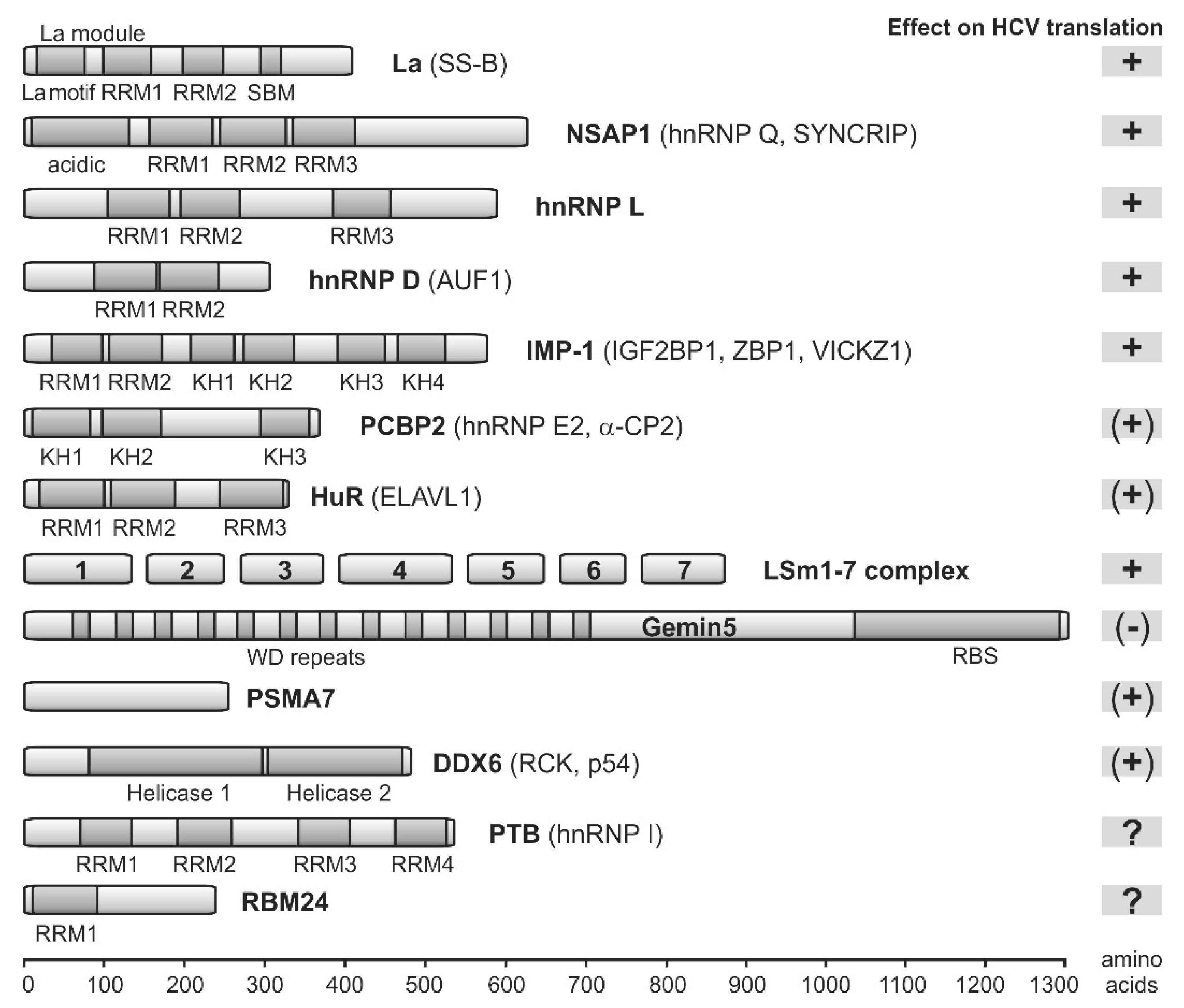 Ijms Free Full Text Hepatitis C Virus Translation Regulation Html