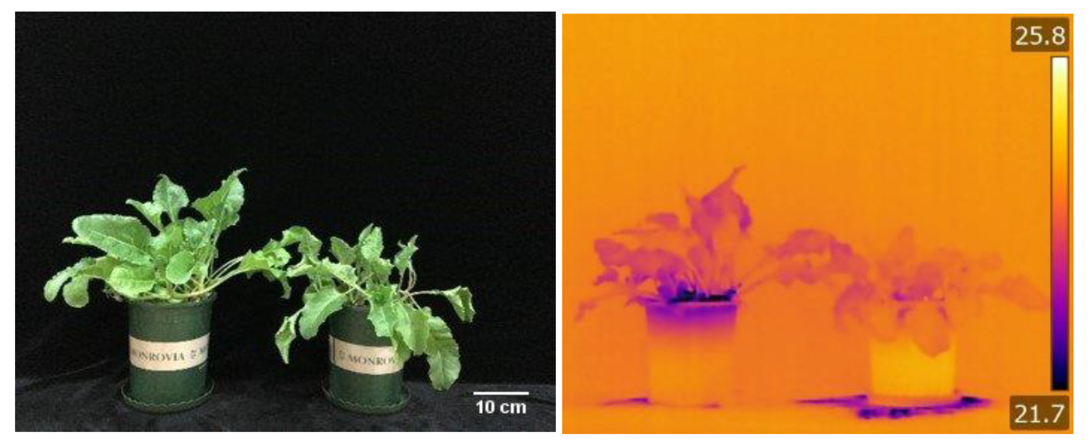 Ijms 21 02331 g002 Ijms 21 02331 g002