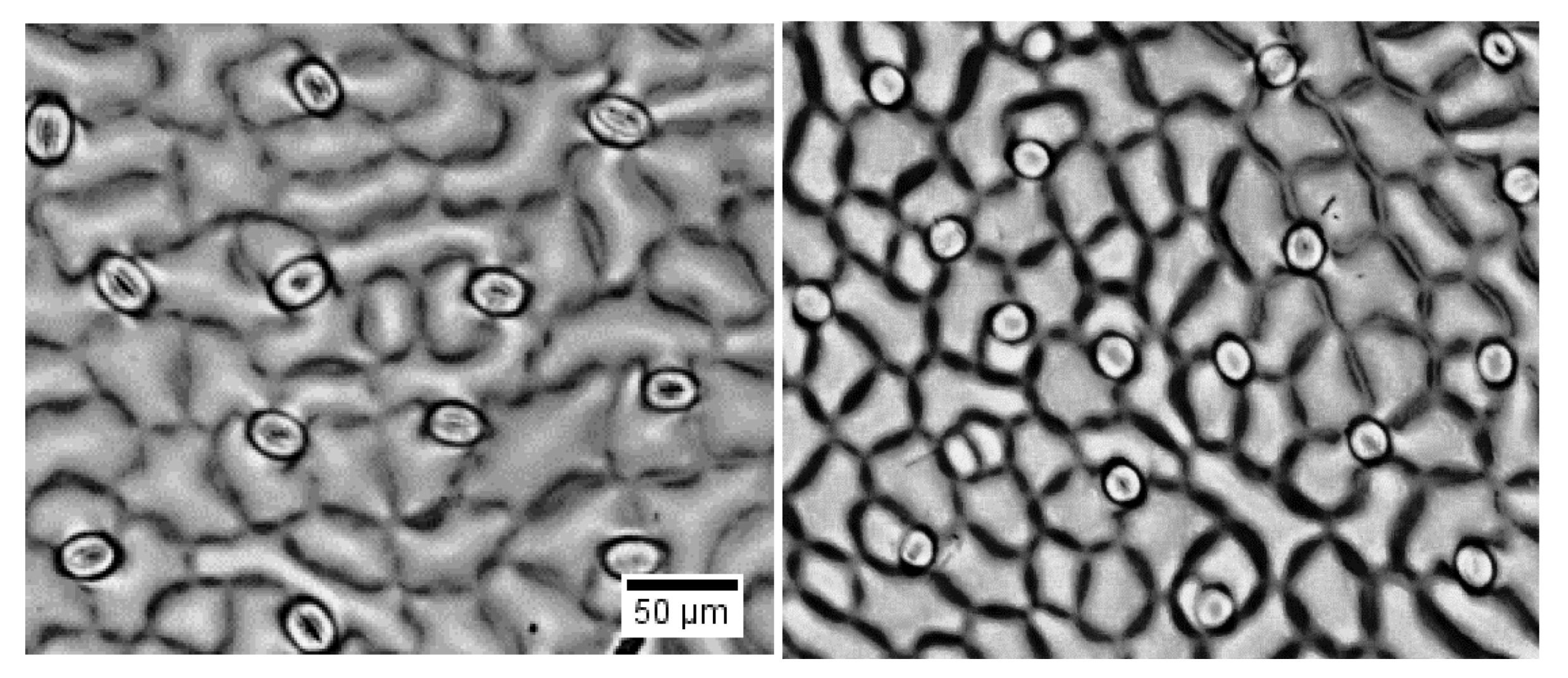 Ijms 21 02331 g003 Ijms 21 02331 g003