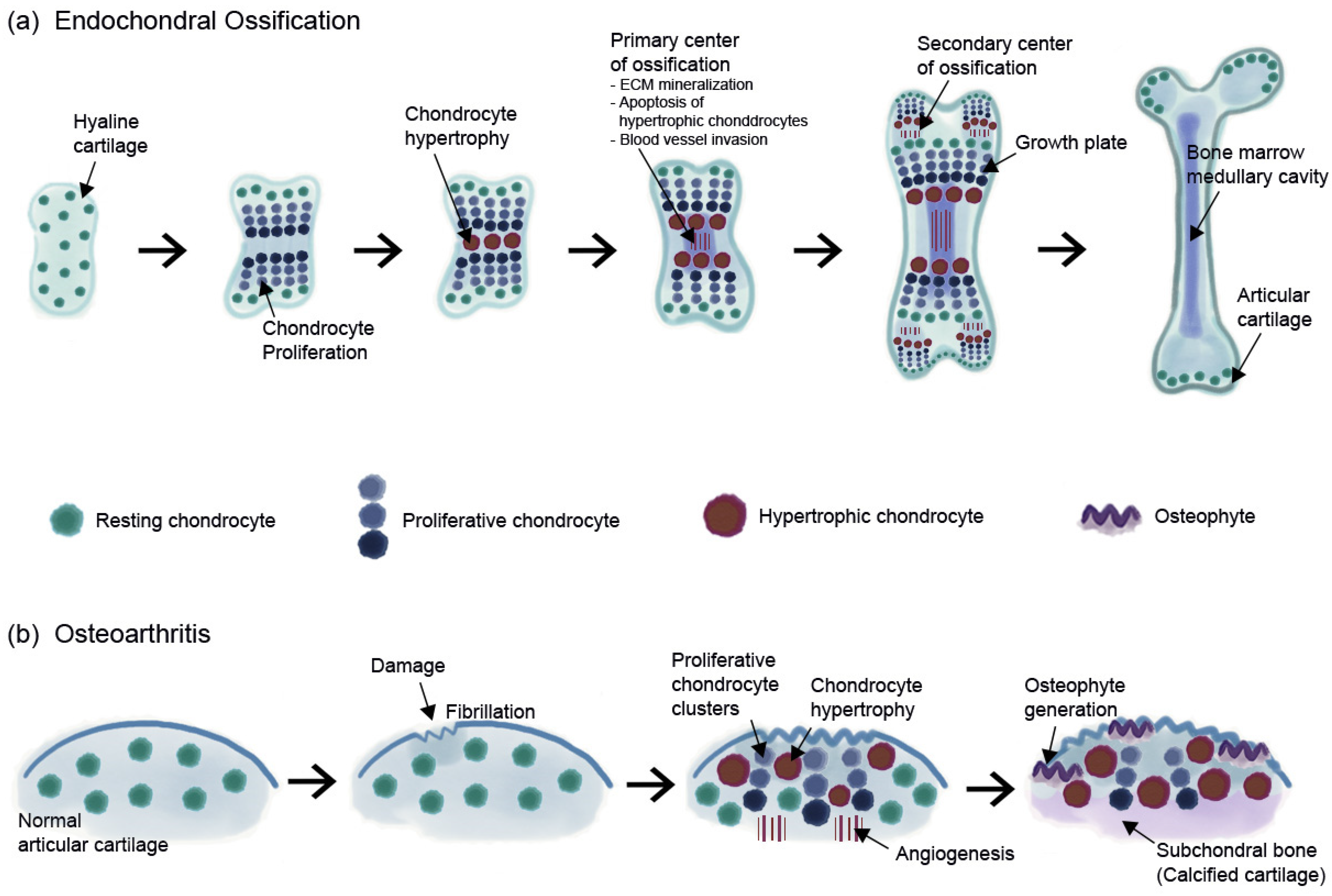 Ijms Free Fulltext Cell Death In Chondrocytes