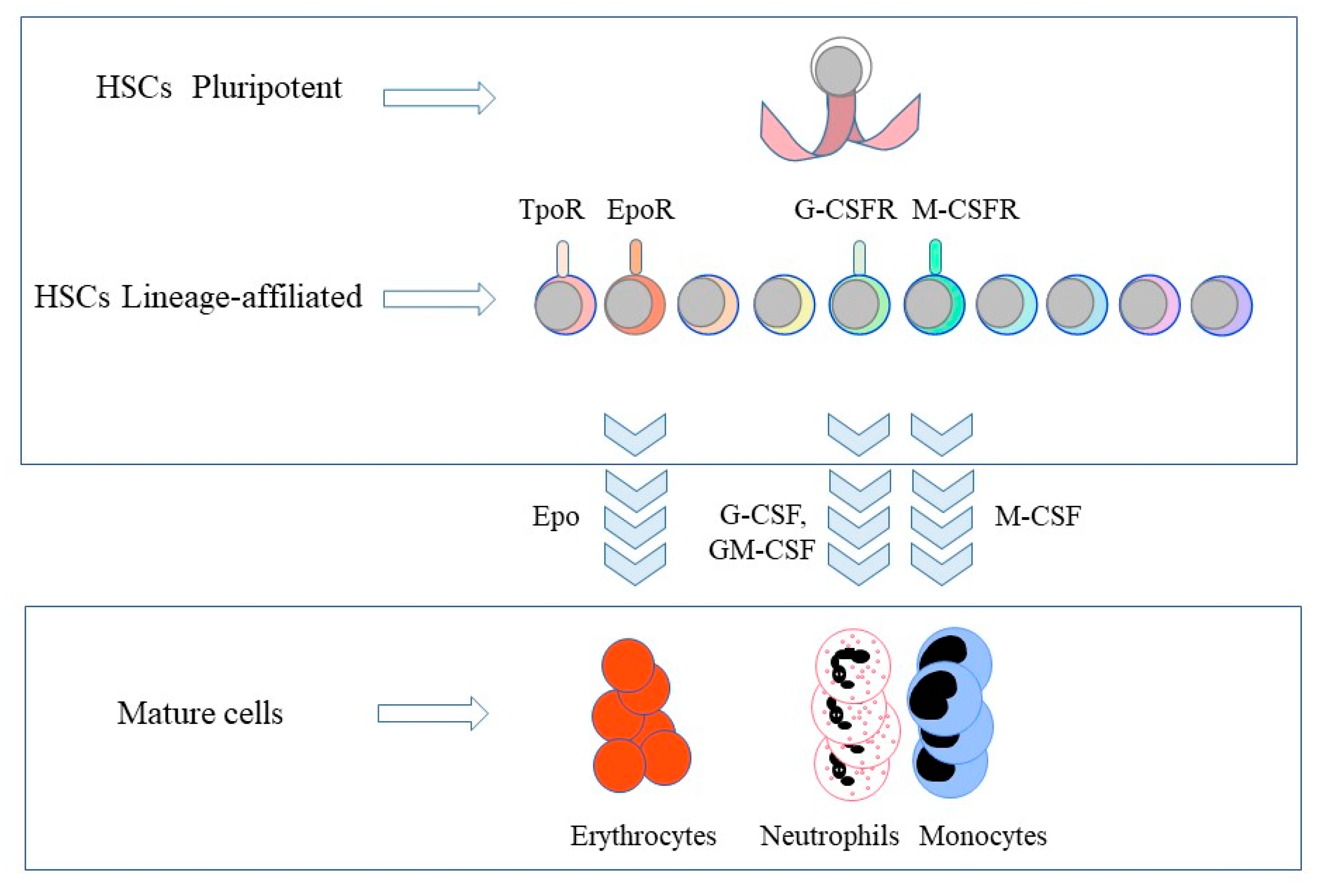 Ijms 21 02362 g001 Ijms 21 02362 g001