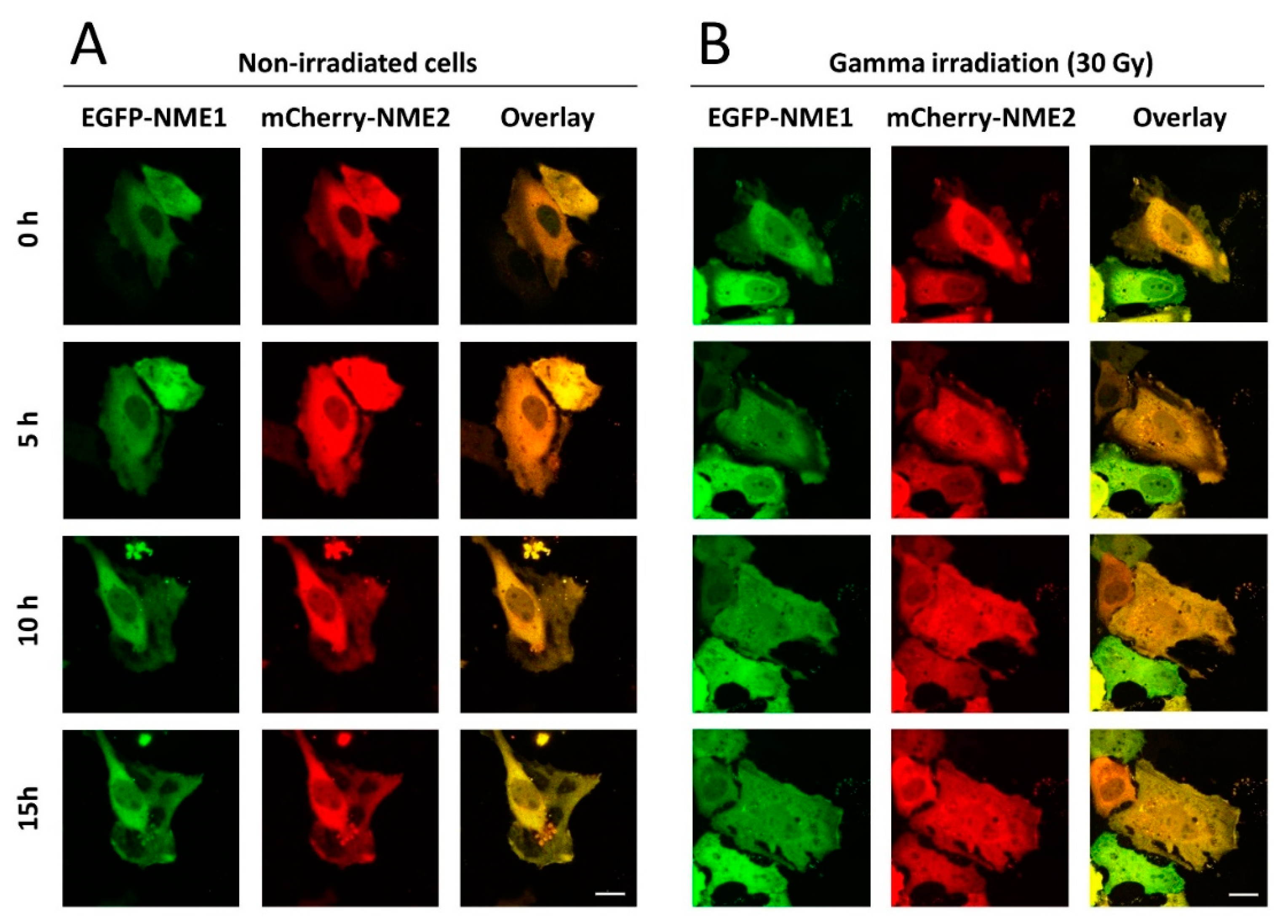 IJMS | Free Full-Text | The Subcellular Localization and 