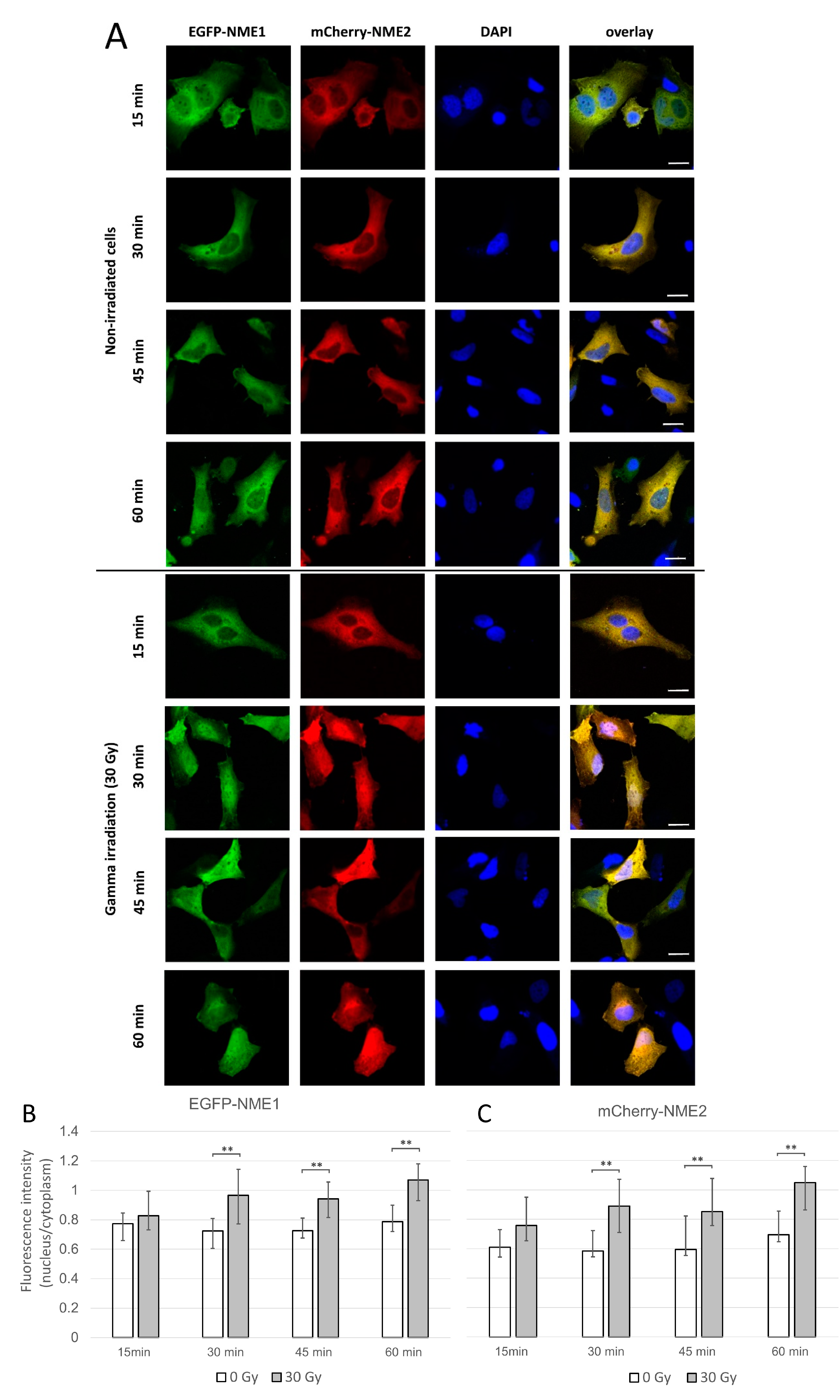 Ijms 21 02363 g002 Ijms 21 02363 g002