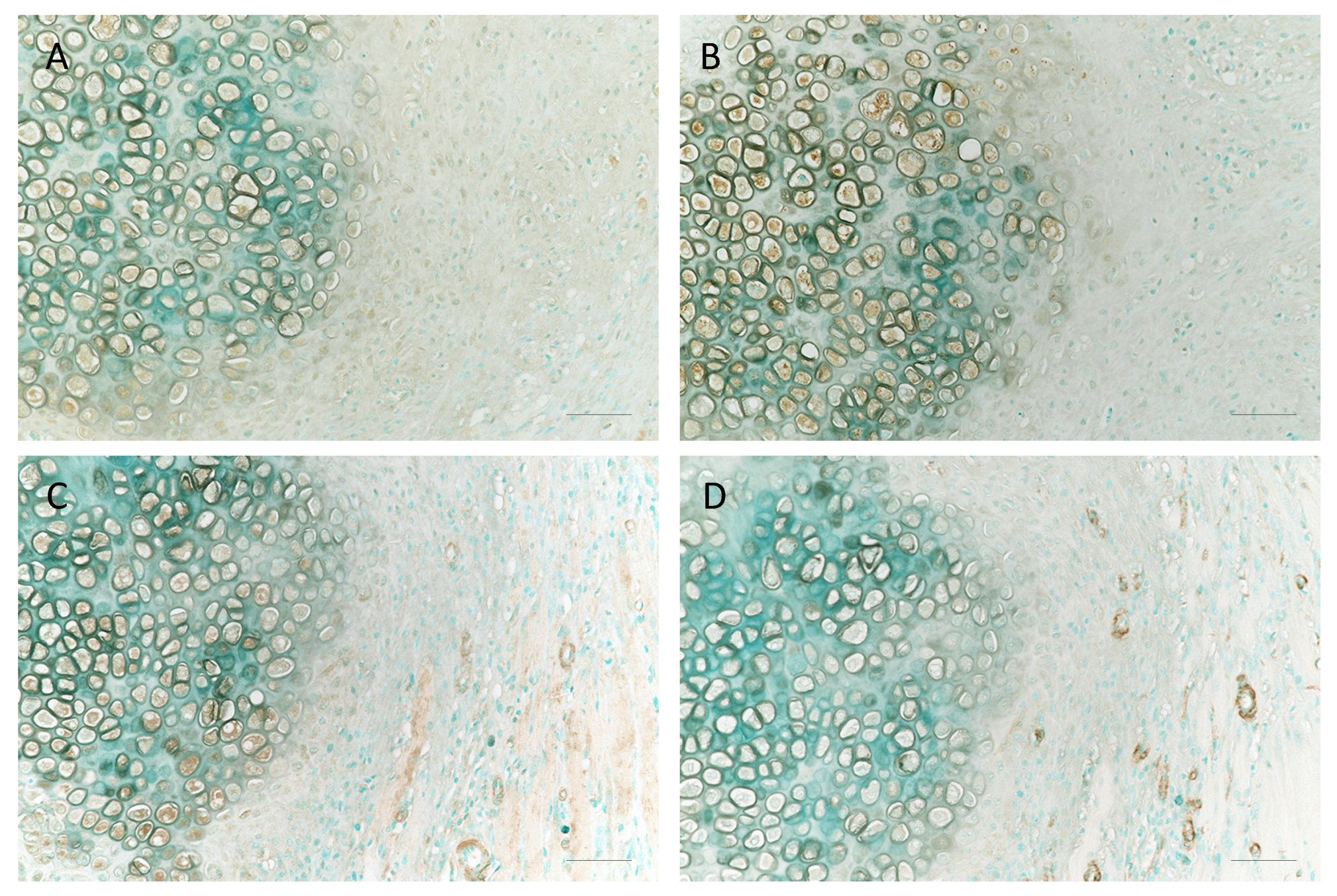 Ijms 21 02365 g006 Ijms 21 02365 g006