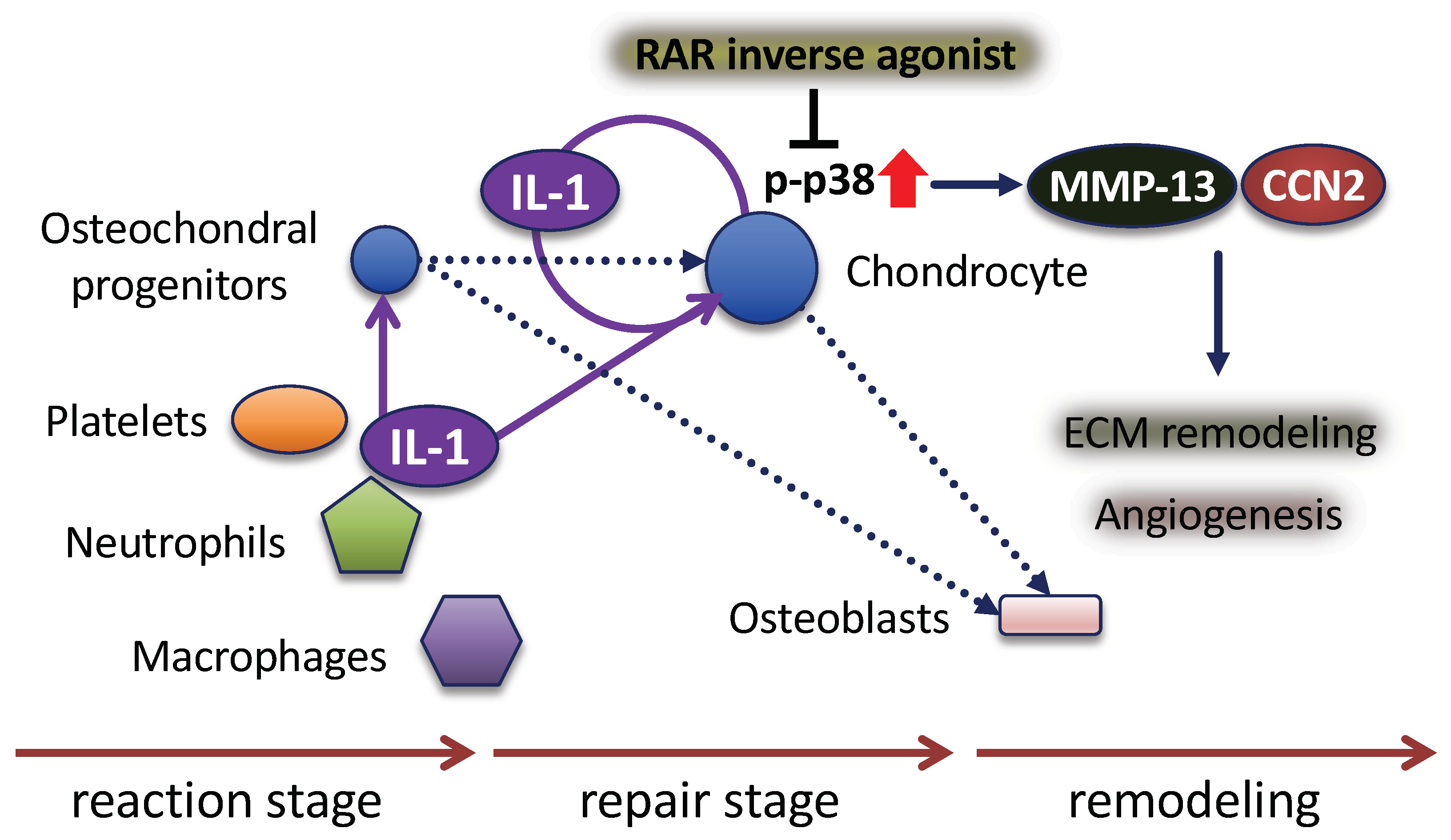 Ijms 21 02365 g007 Ijms 21 02365 g007