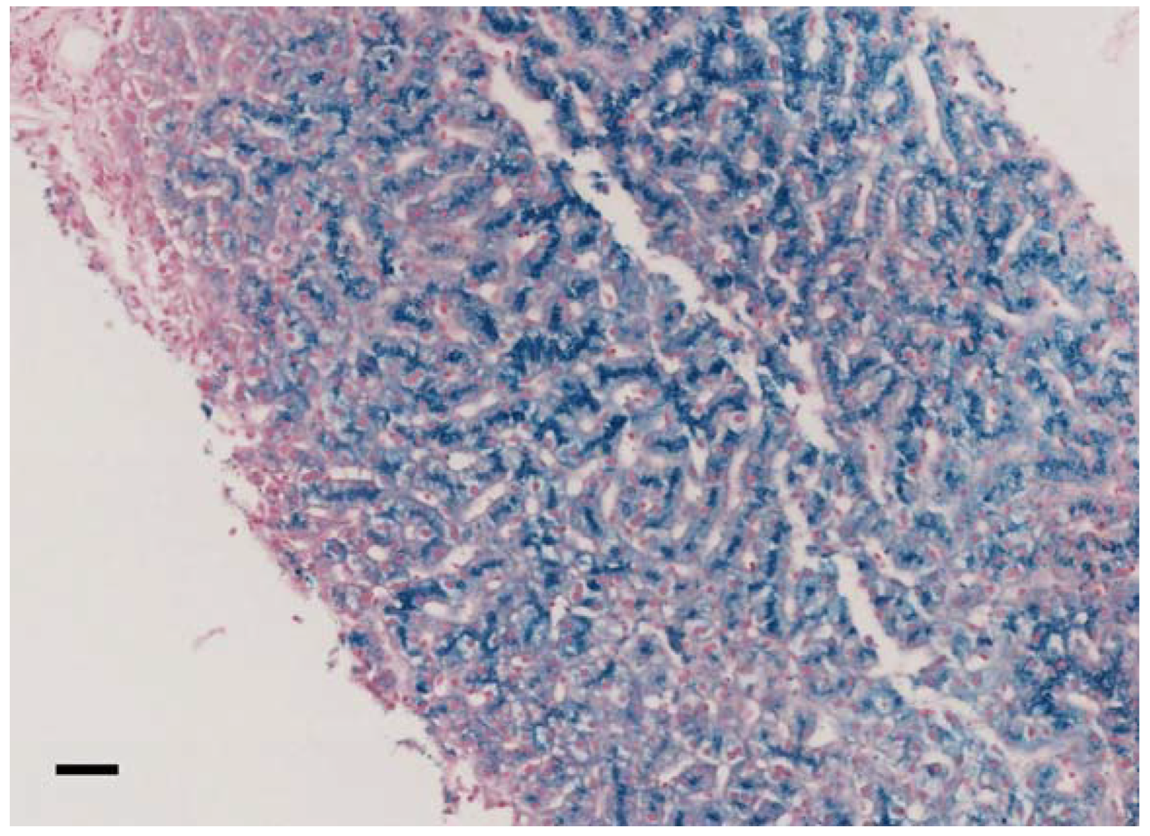 Ijms 21 02374 g001 Ijms 21 02374 g001