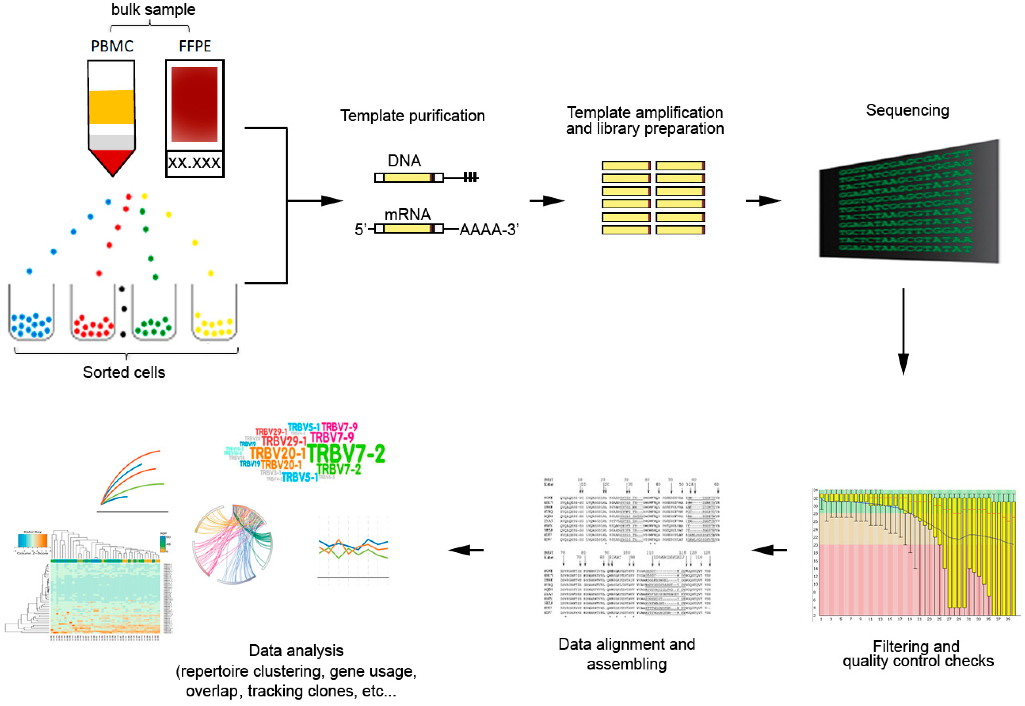 t cell repertoire t cell repertoire