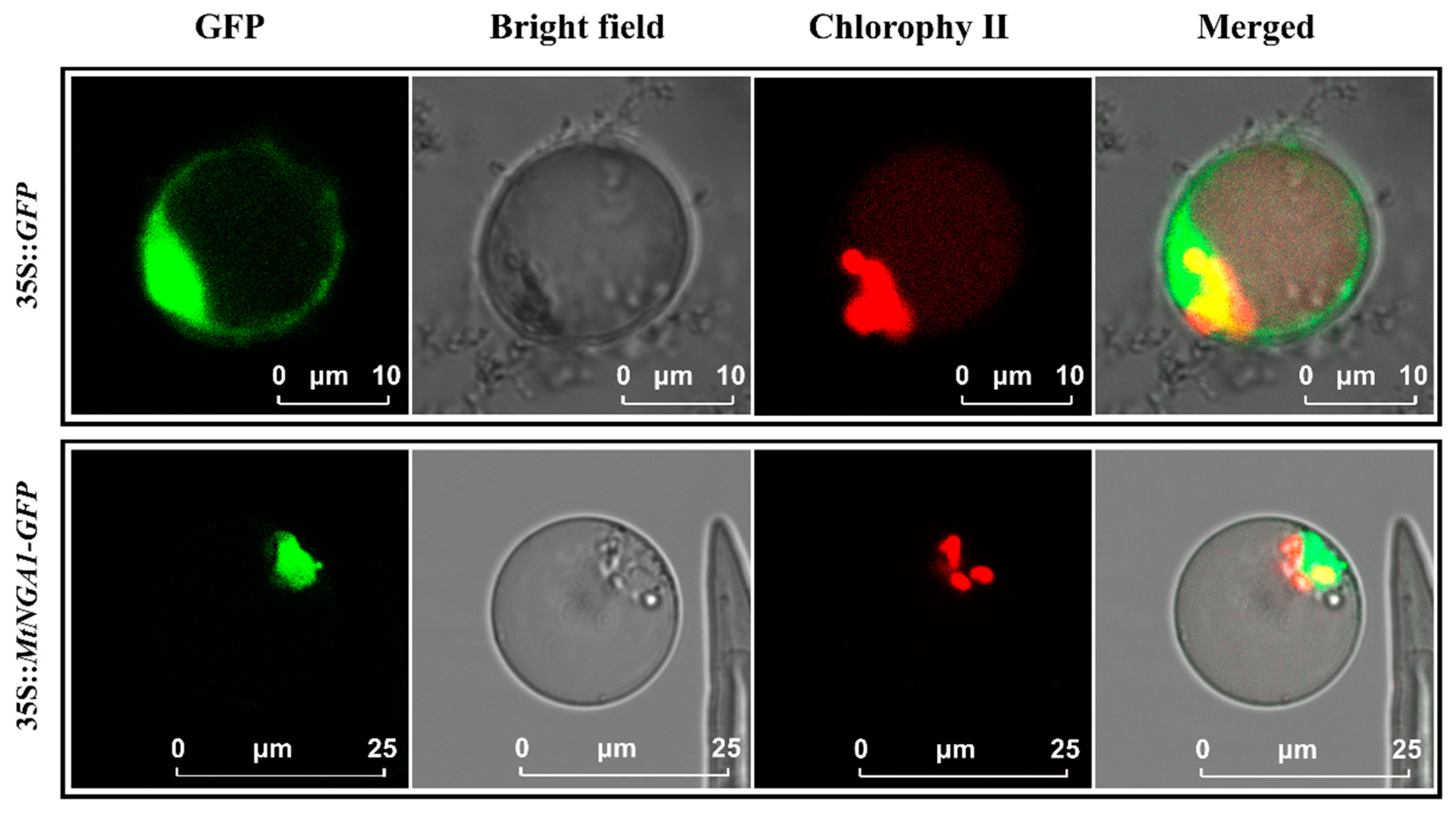 Ijms 21 02384 g002 Ijms 21 02384 g002