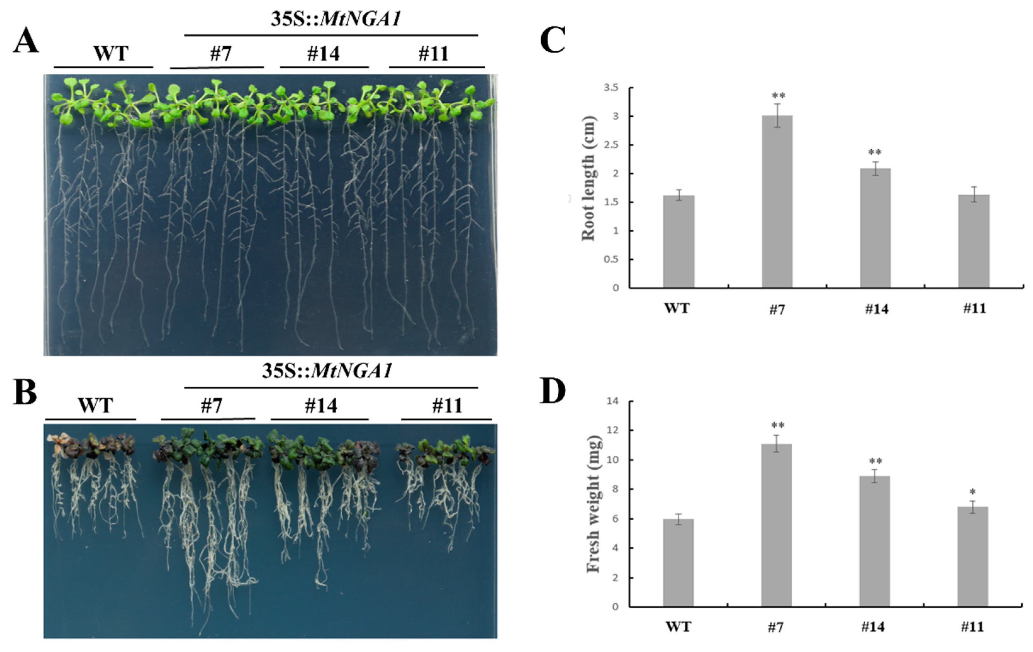 Ijms 21 02384 g007 Ijms 21 02384 g007