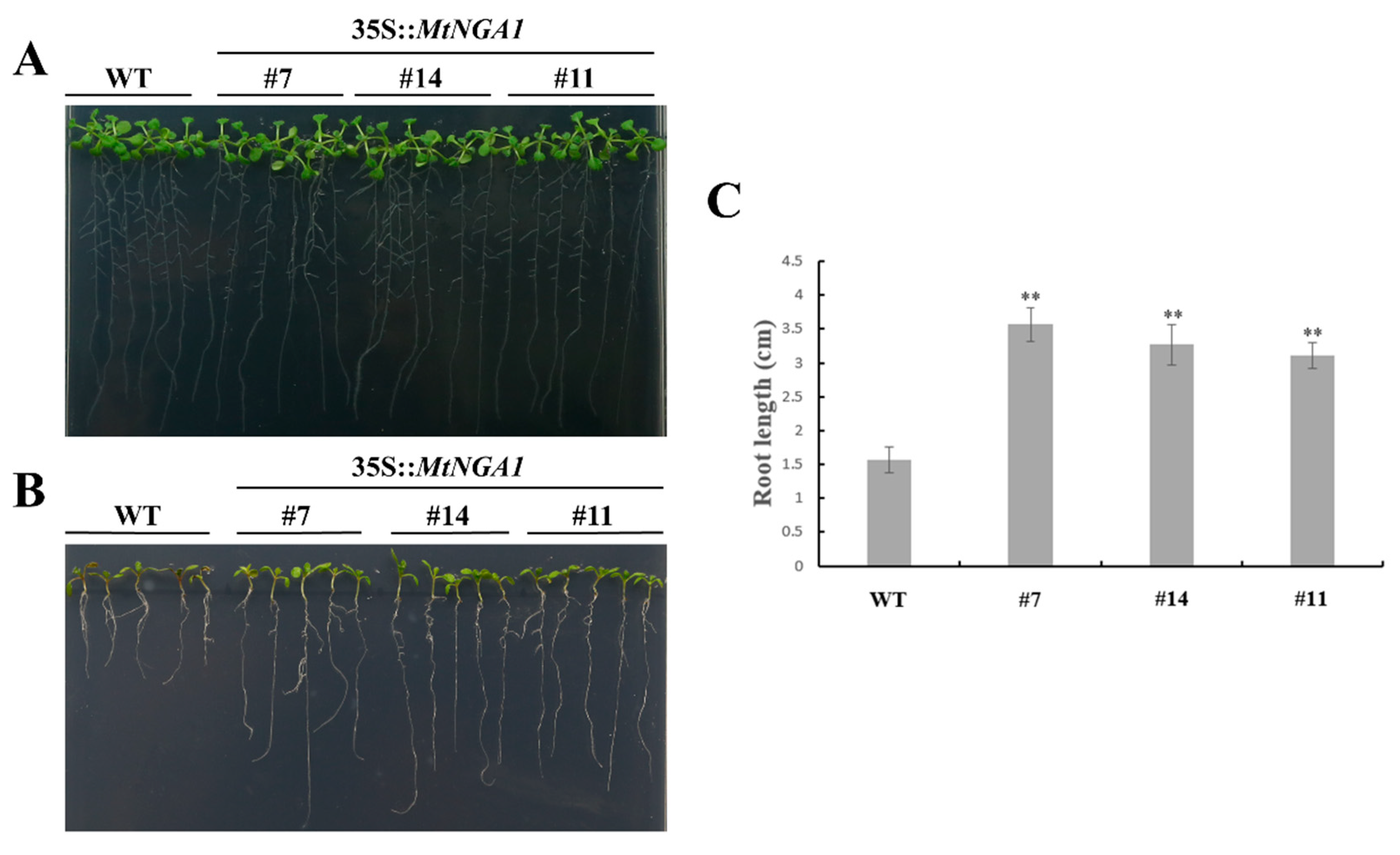 Ijms 21 02384 g009 Ijms 21 02384 g009