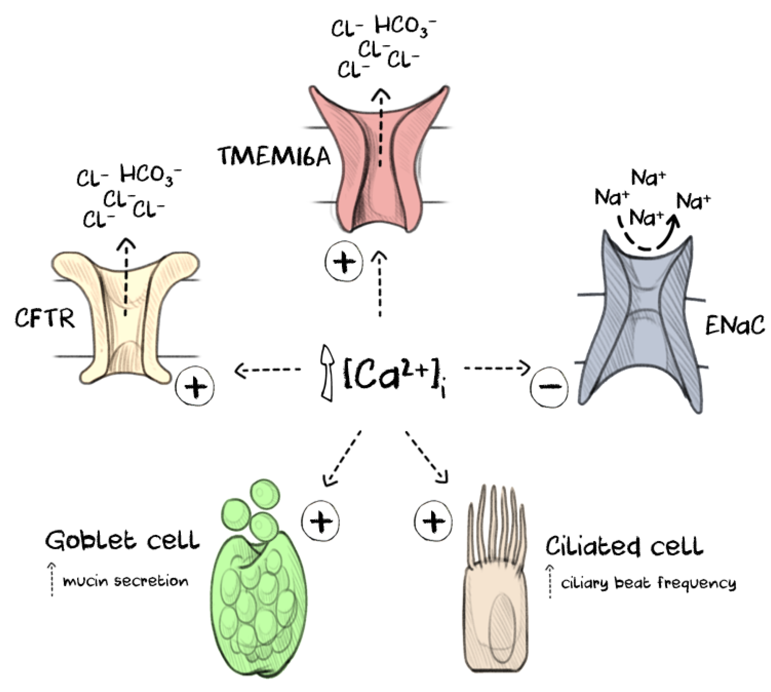 Ijms Free Full Text Tmem16a An Alternative Approach To Restoring Airway Anion Secretion In Cystic Fibrosis Html Ijms Free Full Text Tmem16a An Alternative Approach To Restoring Airway Anion Secretion In Cystic Fibrosis Html