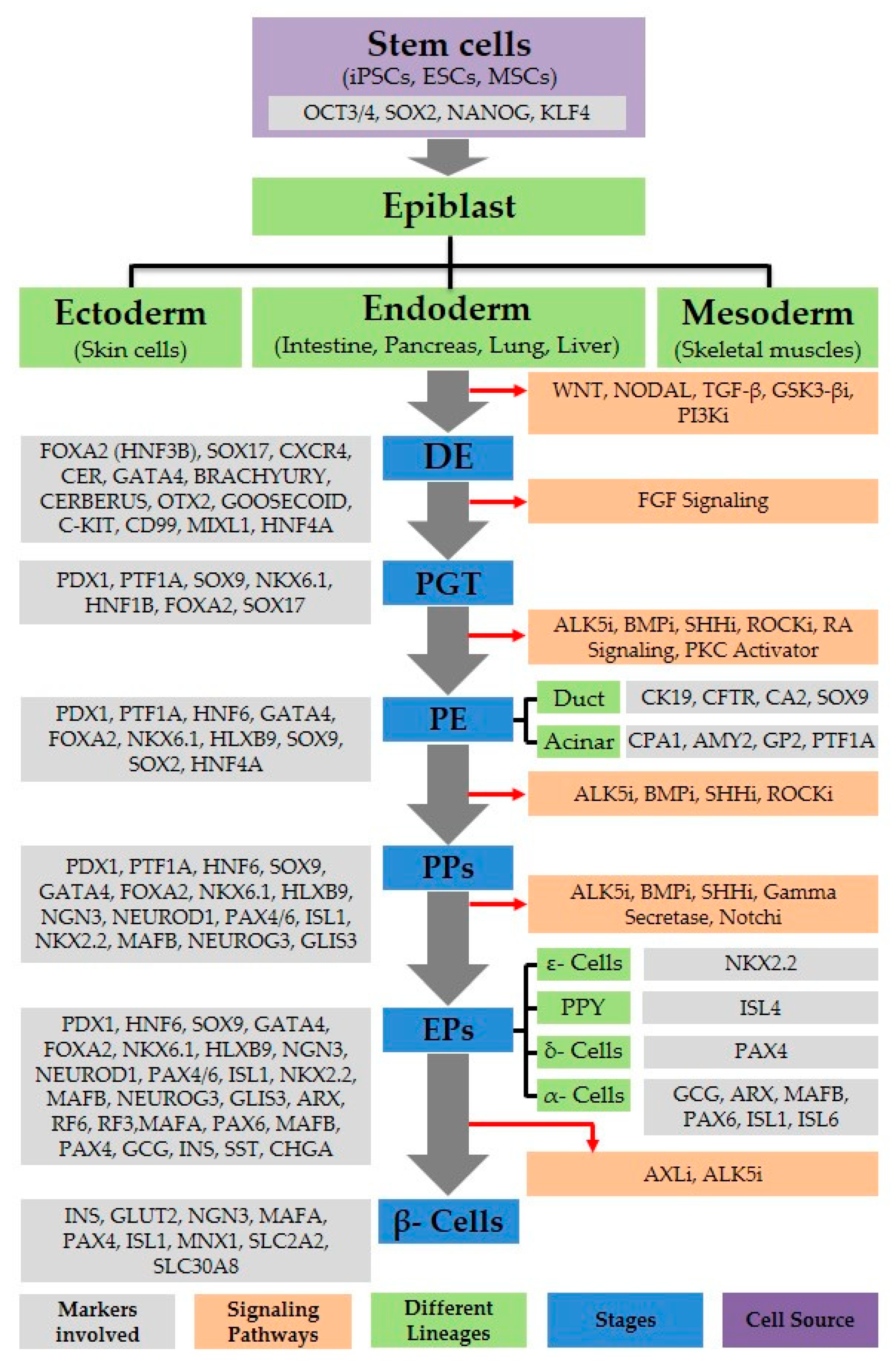 Ijms Free Full Text Small Molecule Induced Pancreatic B Like Cell Development Mechanistic Approaches And Available Strategies Html