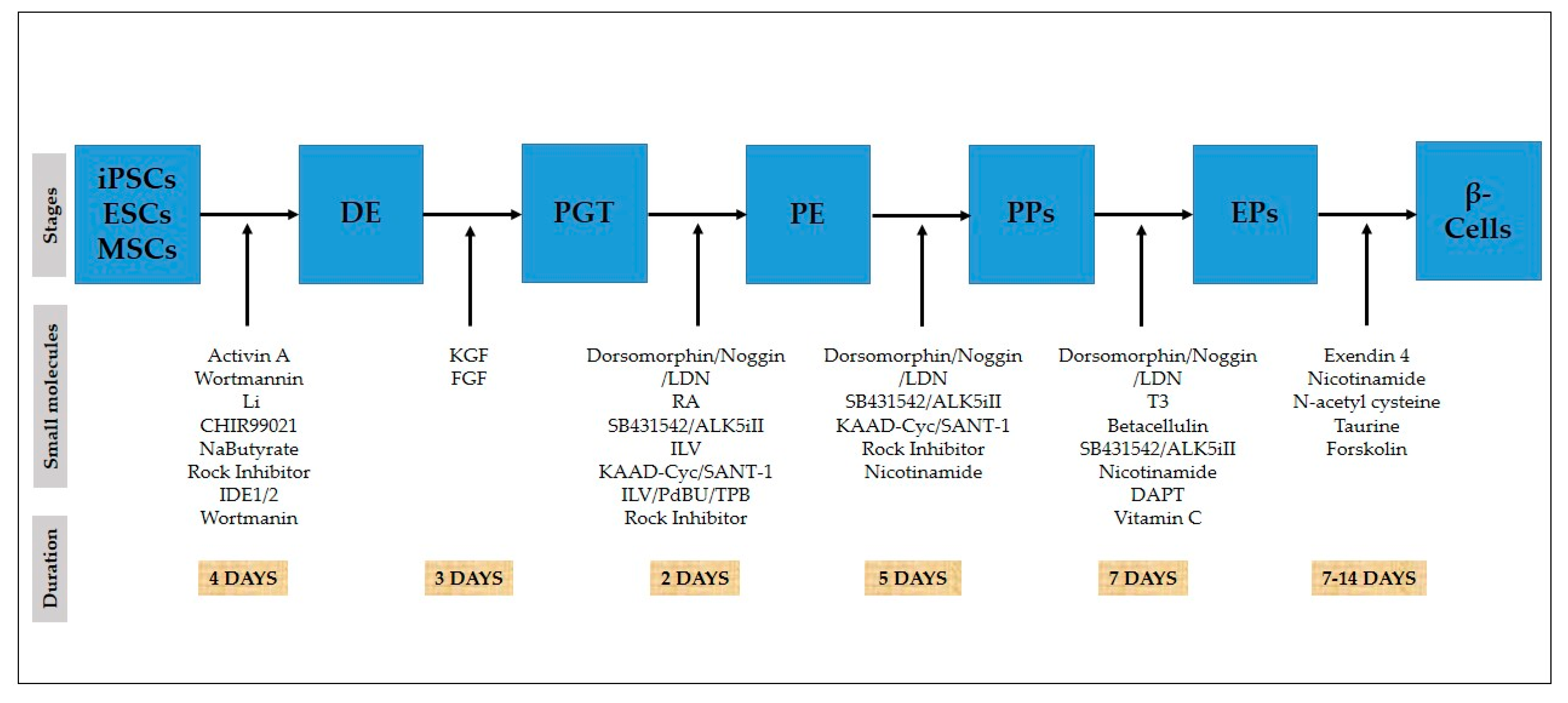 Ijms Free Full Text Small Molecule Induced Pancreatic B Like Cell Development Mechanistic Approaches And Available Strategies Html