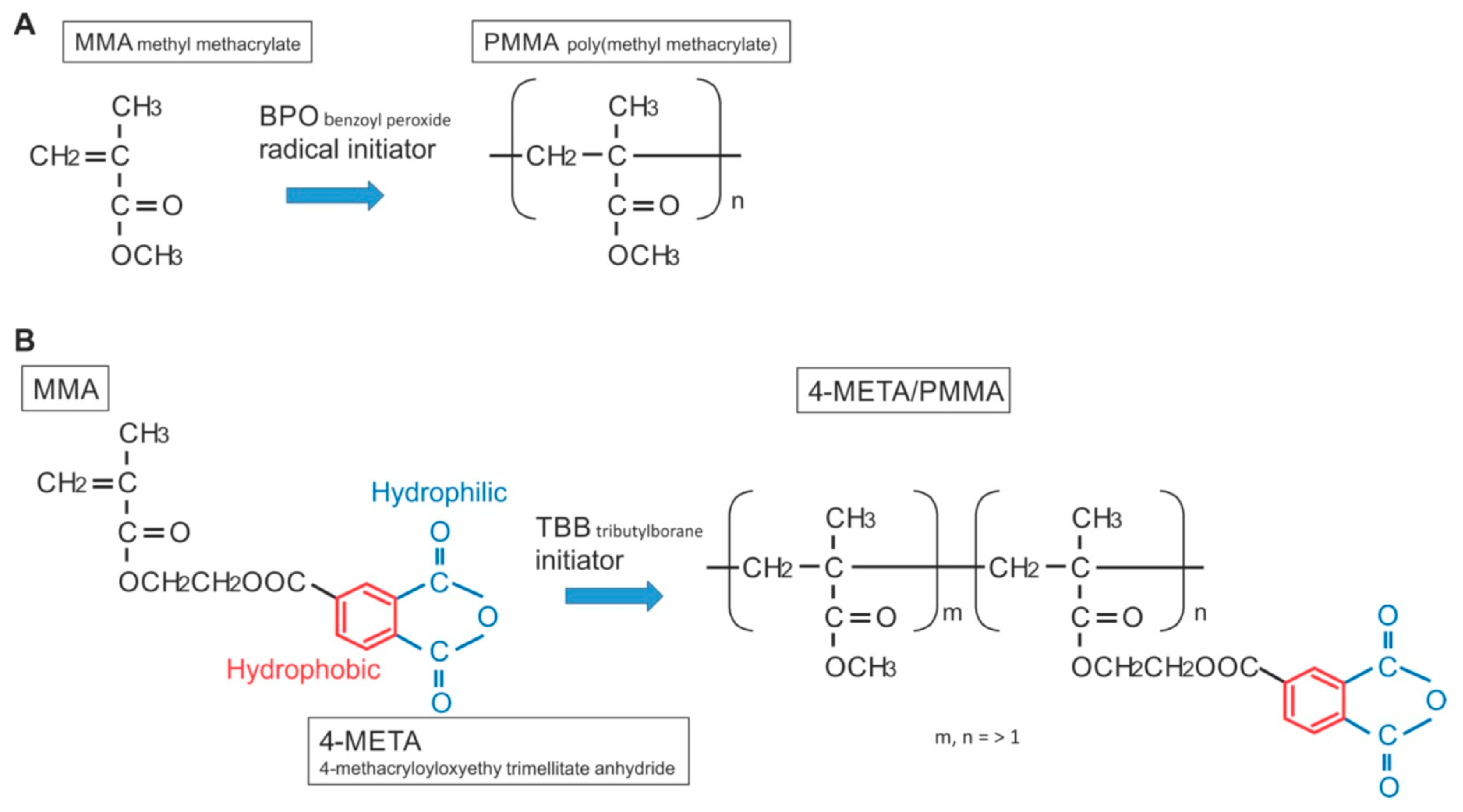 Ijms Free Full Text Novel Osteogenic Behaviors Around Hydrophilic And Radical Free 4 Meta Mma Tbb Implications Of An Osseointegrating Bone Cement Html Ijms Free Full Text Novel Osteogenic Behaviors Around Hydrophilic And Radical Free 4 Meta Mma Tbb Implications Of An Osseointegrating Bone Cement Html