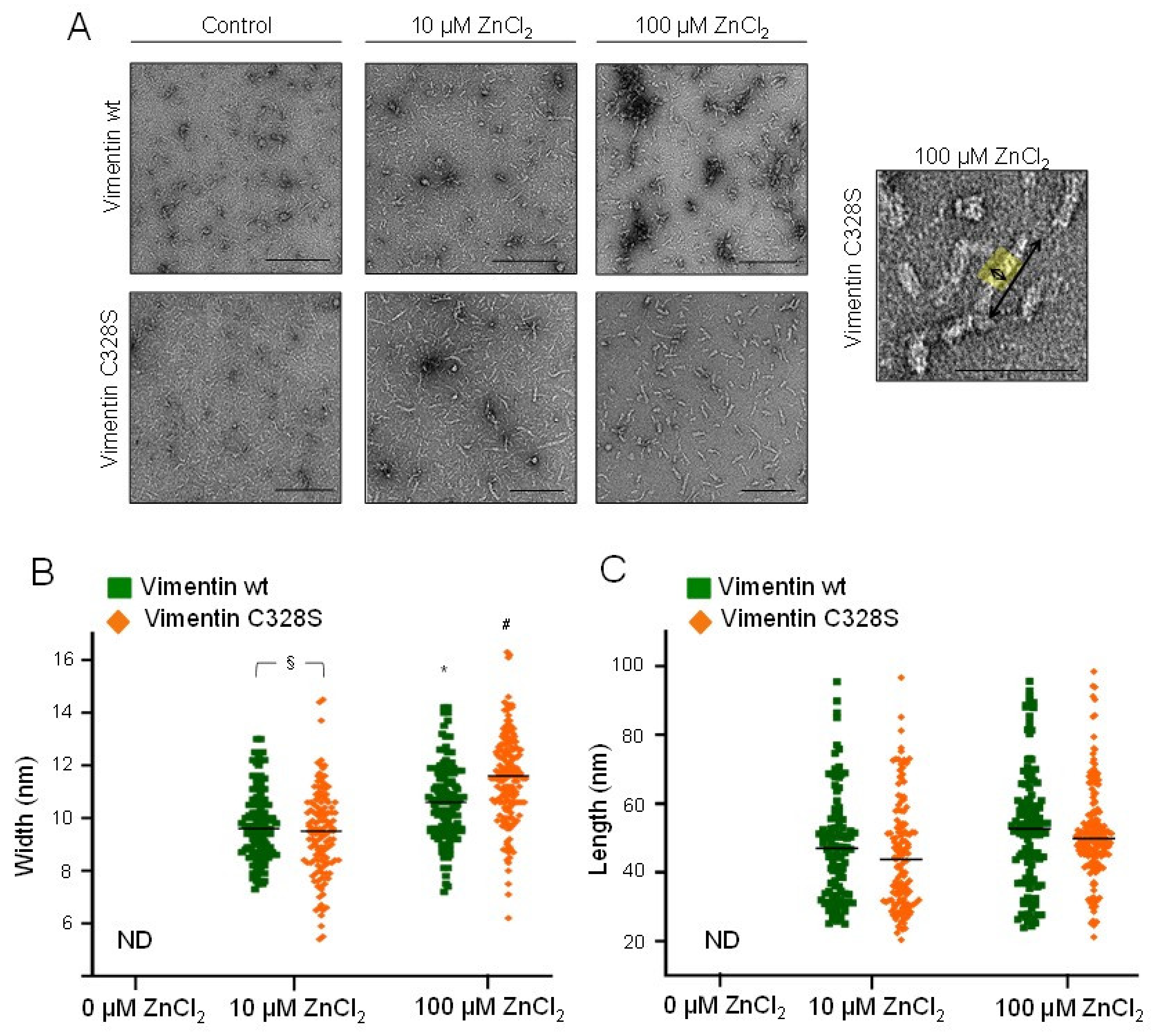 Ijms 21 02426 g005 Ijms 21 02426 g005