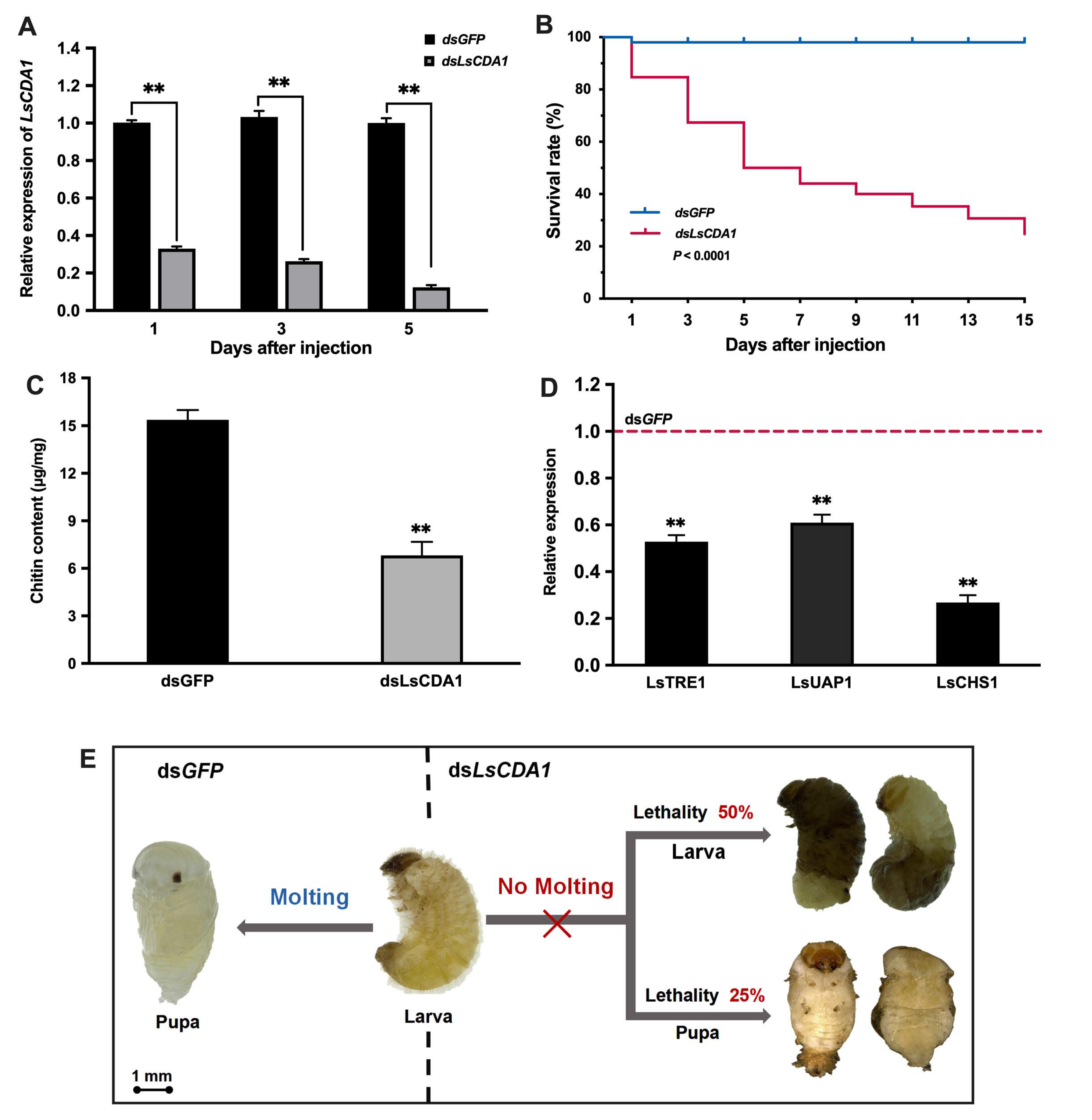 Ijms 21 02449 g005 Ijms 21 02449 g005