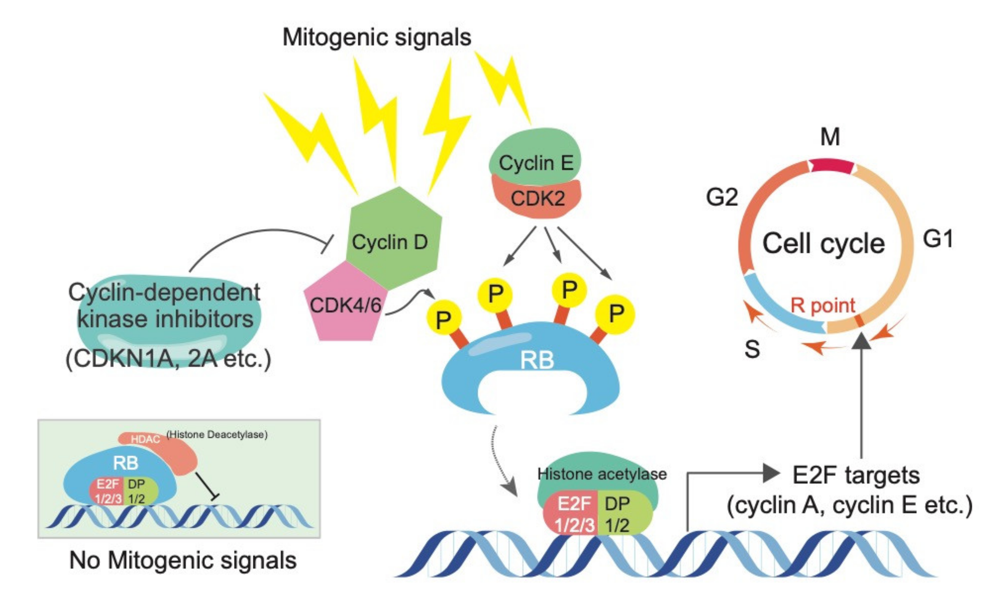 Cell Cycle Checkpoints Rb Biology Diagrams
