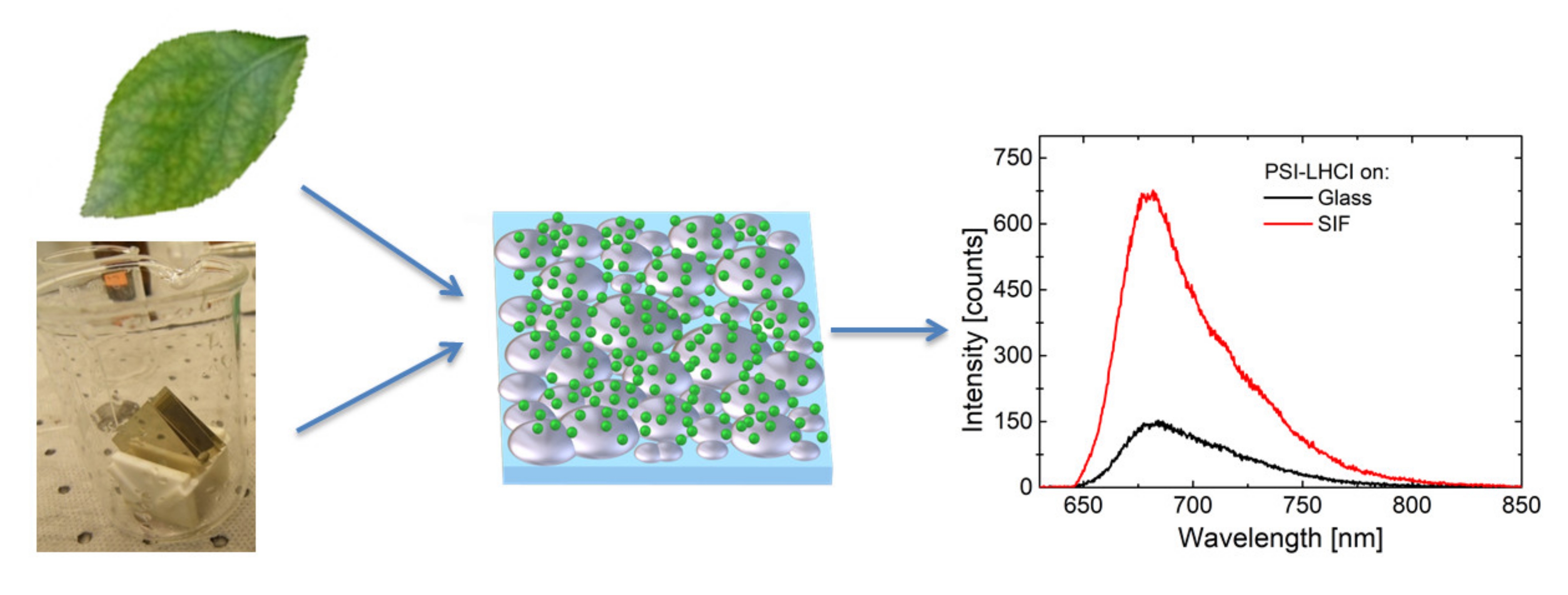 Ijms 21 02451 g001 Ijms 21 02451 g001