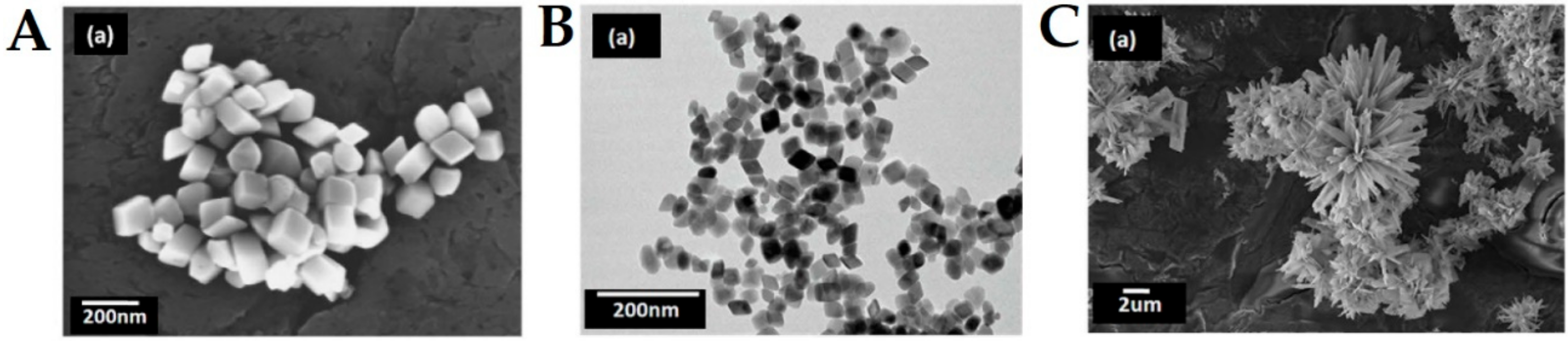 Ijms 21 02455 g004 Ijms 21 02455 g004