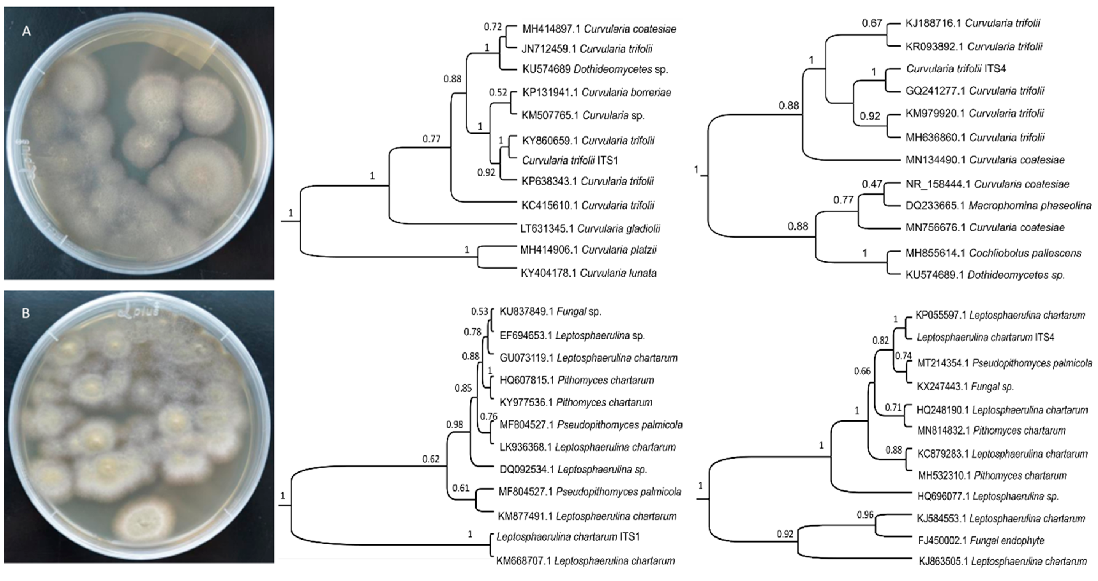 Ijms 21 02461 g001 Ijms 21 02461 g001