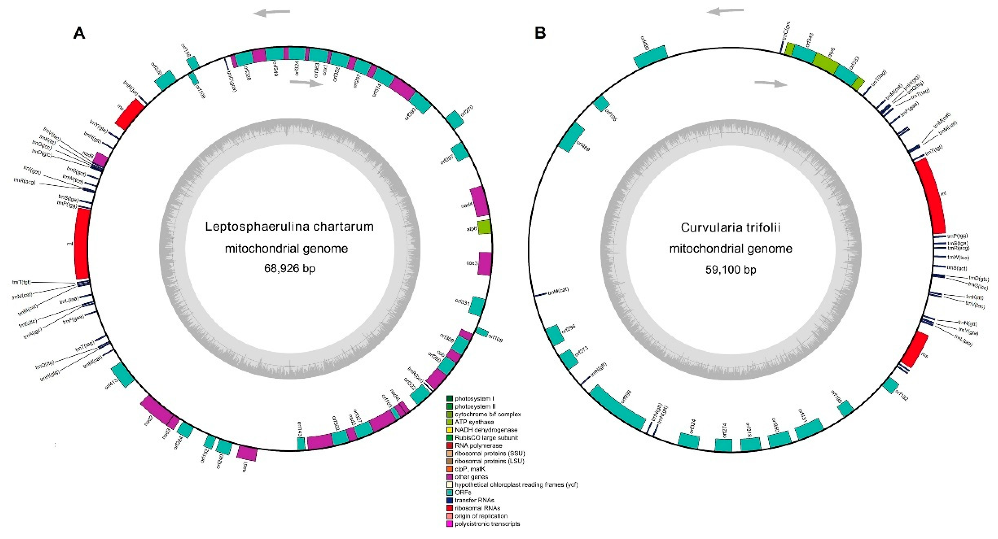Ijms 21 02461 g002 Ijms 21 02461 g002