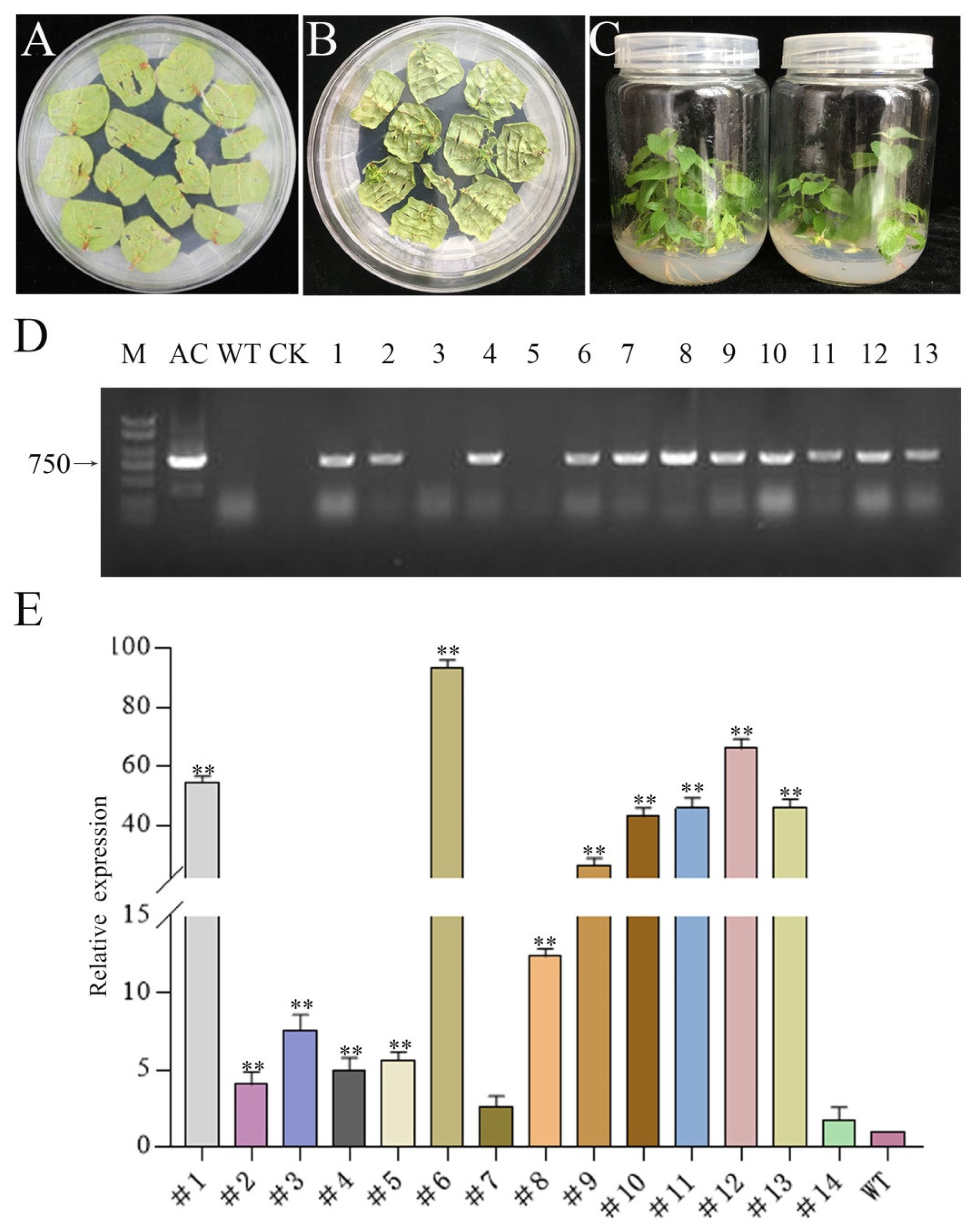 Ijms 21 02462 g001 Ijms 21 02462 g001