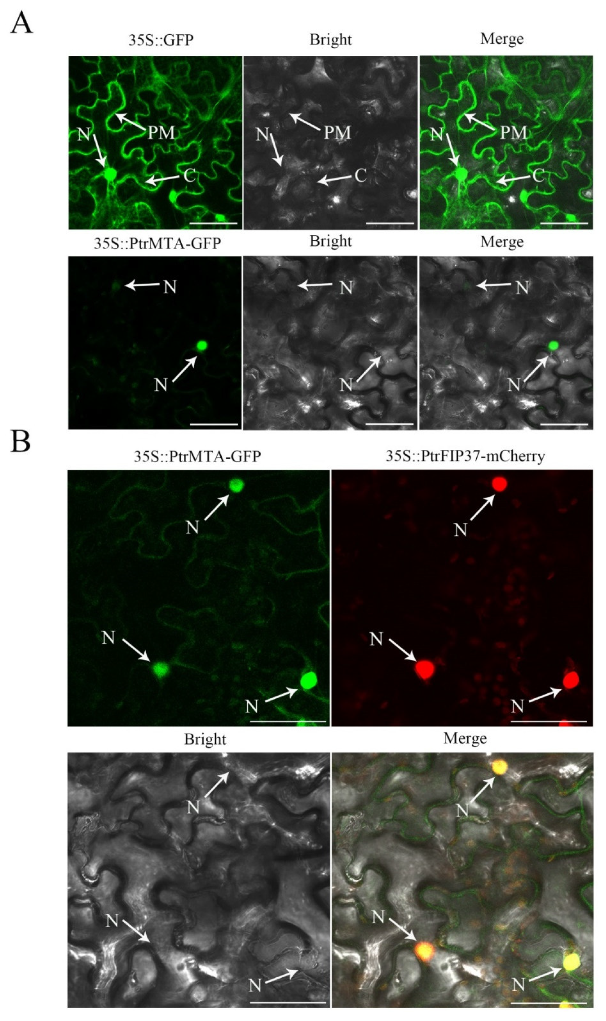 Ijms 21 02462 g002 Ijms 21 02462 g002