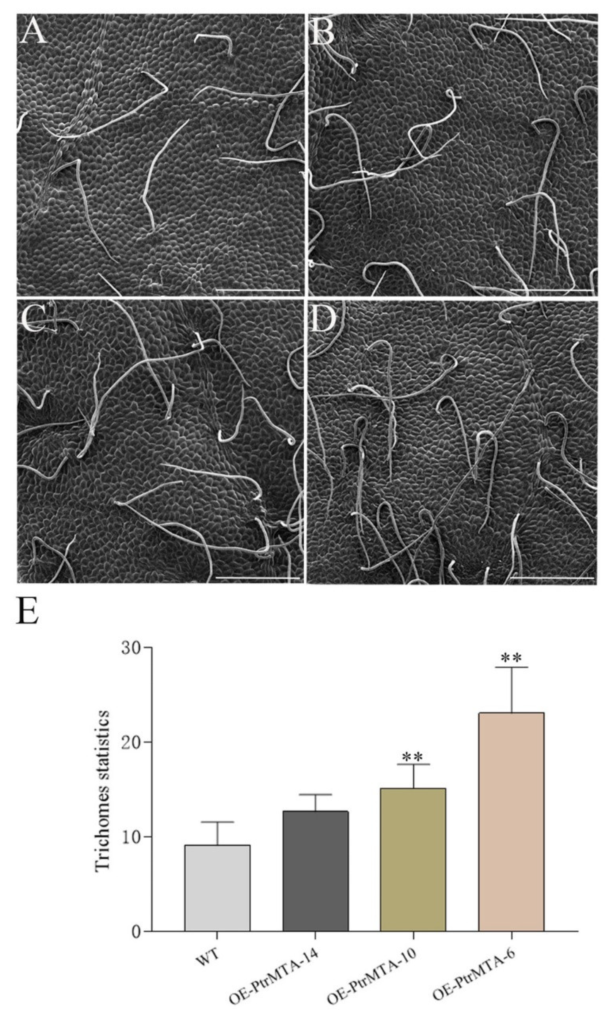 Ijms 21 02462 g003 Ijms 21 02462 g003