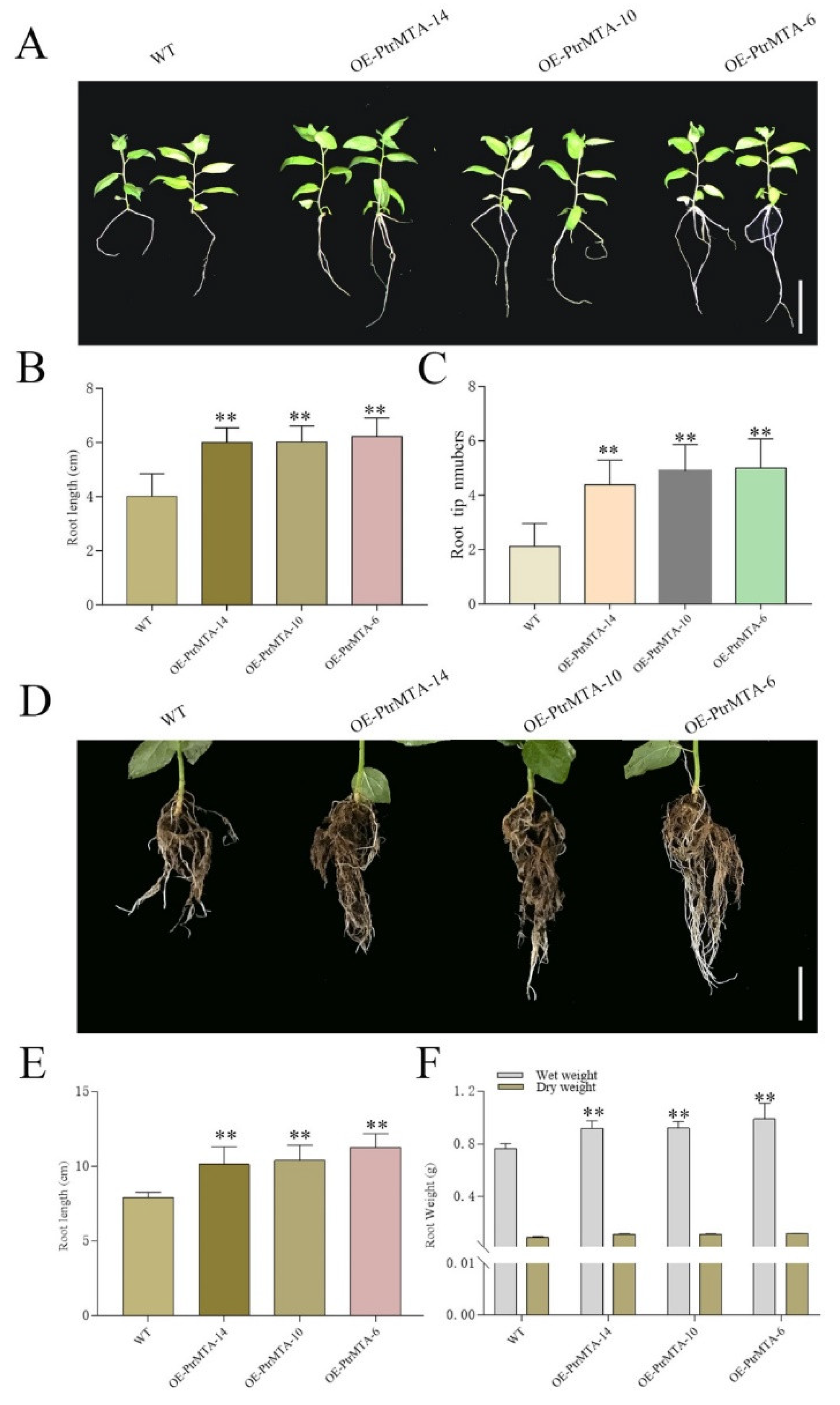 Ijms 21 02462 g004 Ijms 21 02462 g004