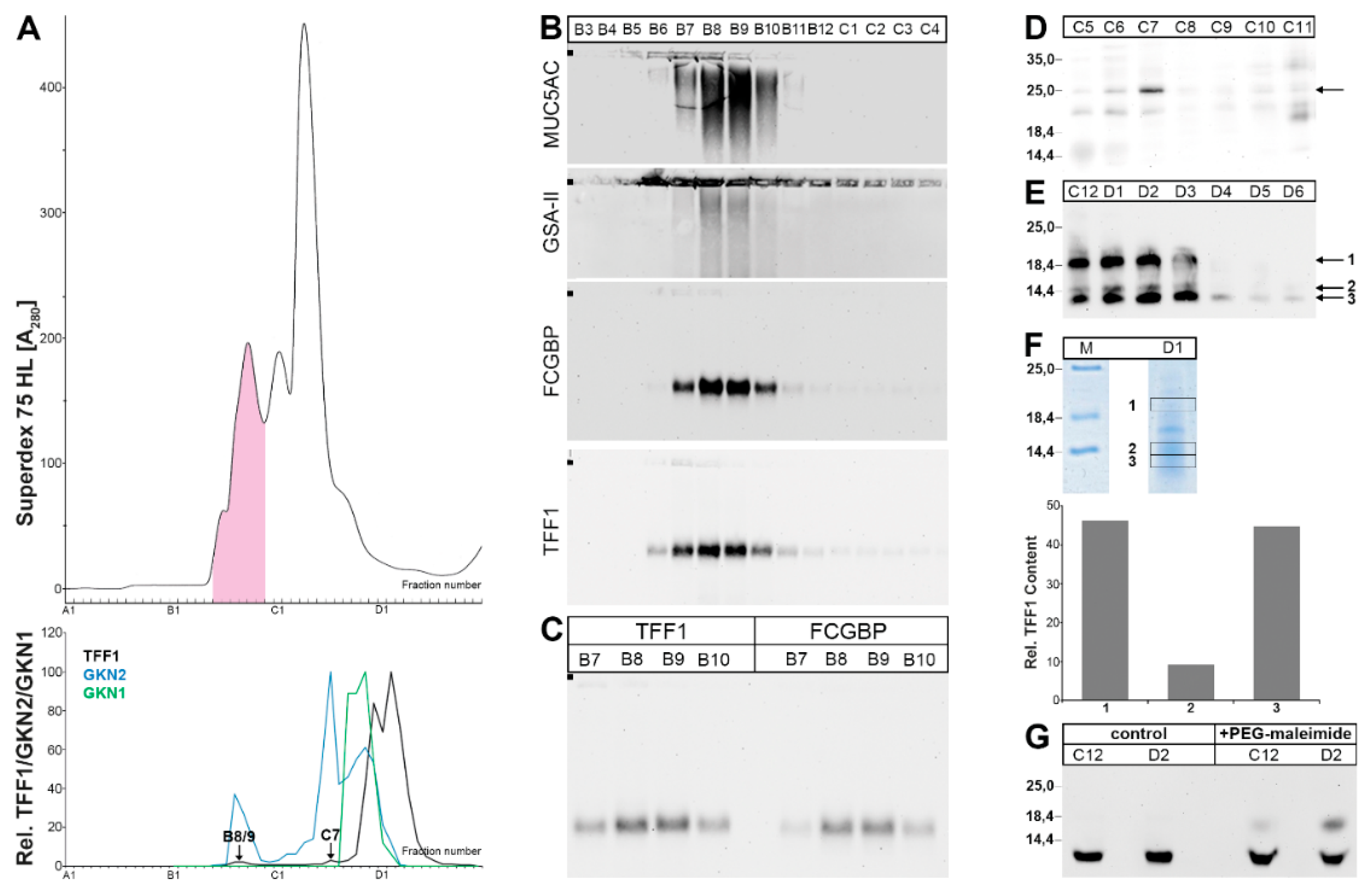 Ijms Free Full Text The Tumor Suppressor Tff1 Occurs In Different Forms And Interacts With Multiple Partners In The Human Gastric Mucus Barrier Indications For Diverse Protective Functions Html