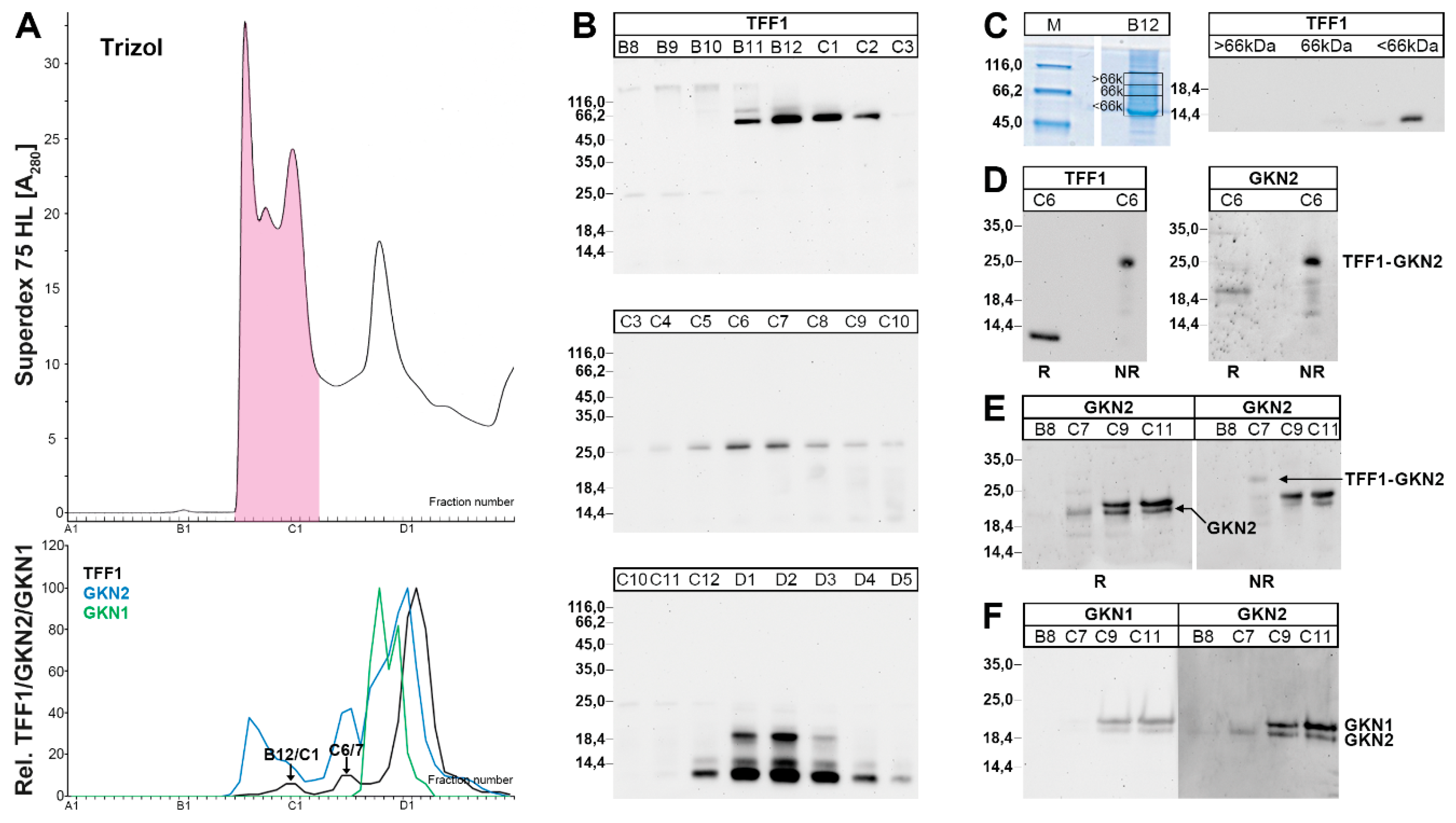 Ijms Free Full Text The Tumor Suppressor Tff1 Occurs In Different Forms And Interacts With Multiple Partners In The Human Gastric Mucus Barrier Indications For Diverse Protective Functions Html Ijms Free Full Text The Tumor Suppressor Tff1 Occurs In Different Forms And Interacts With Multiple Partners In The Human Gastric Mucus Barrier Indications For Diverse Protective Functions Html