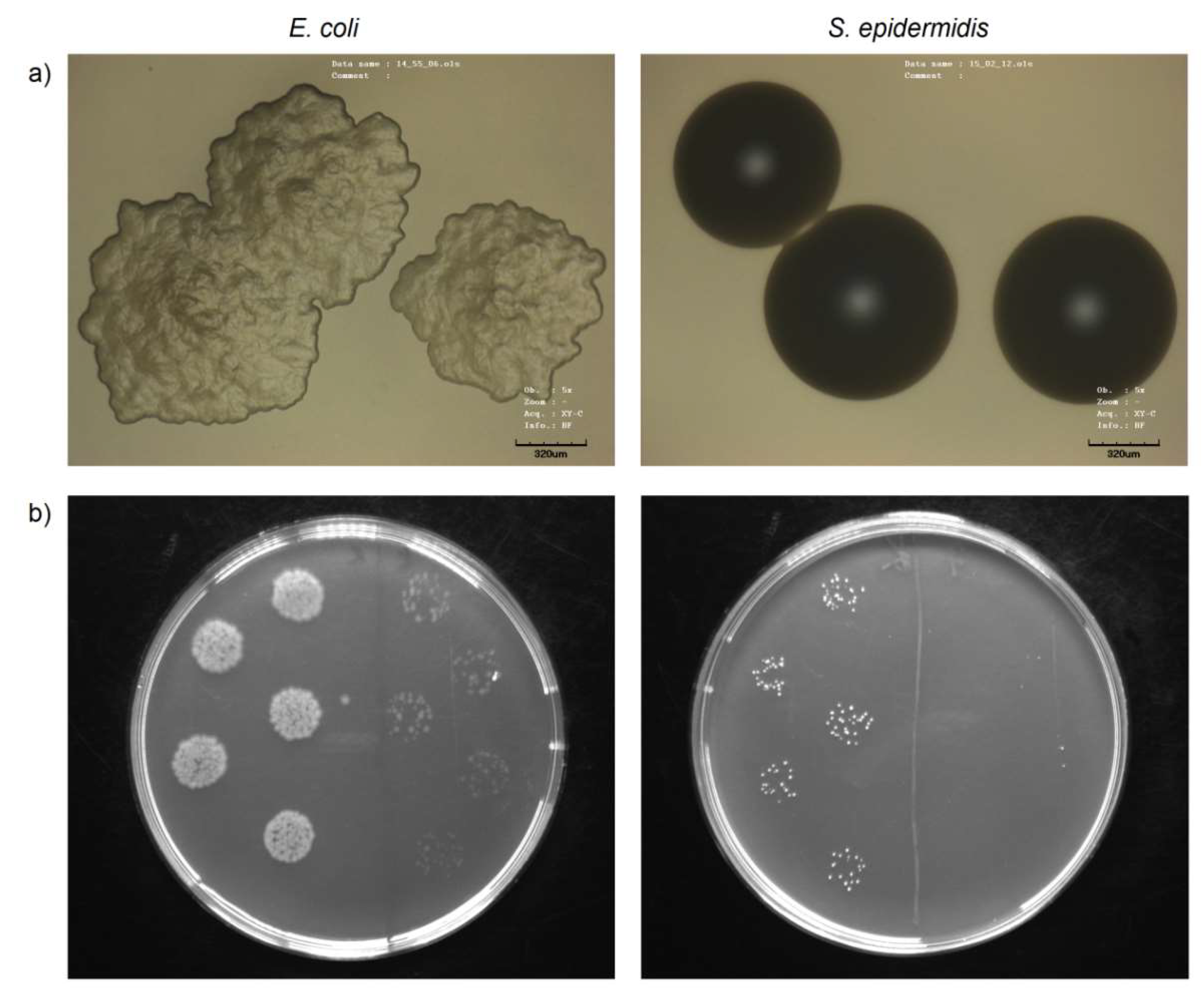 Ijms 21 02521 g004 Ijms 21 02521 g004