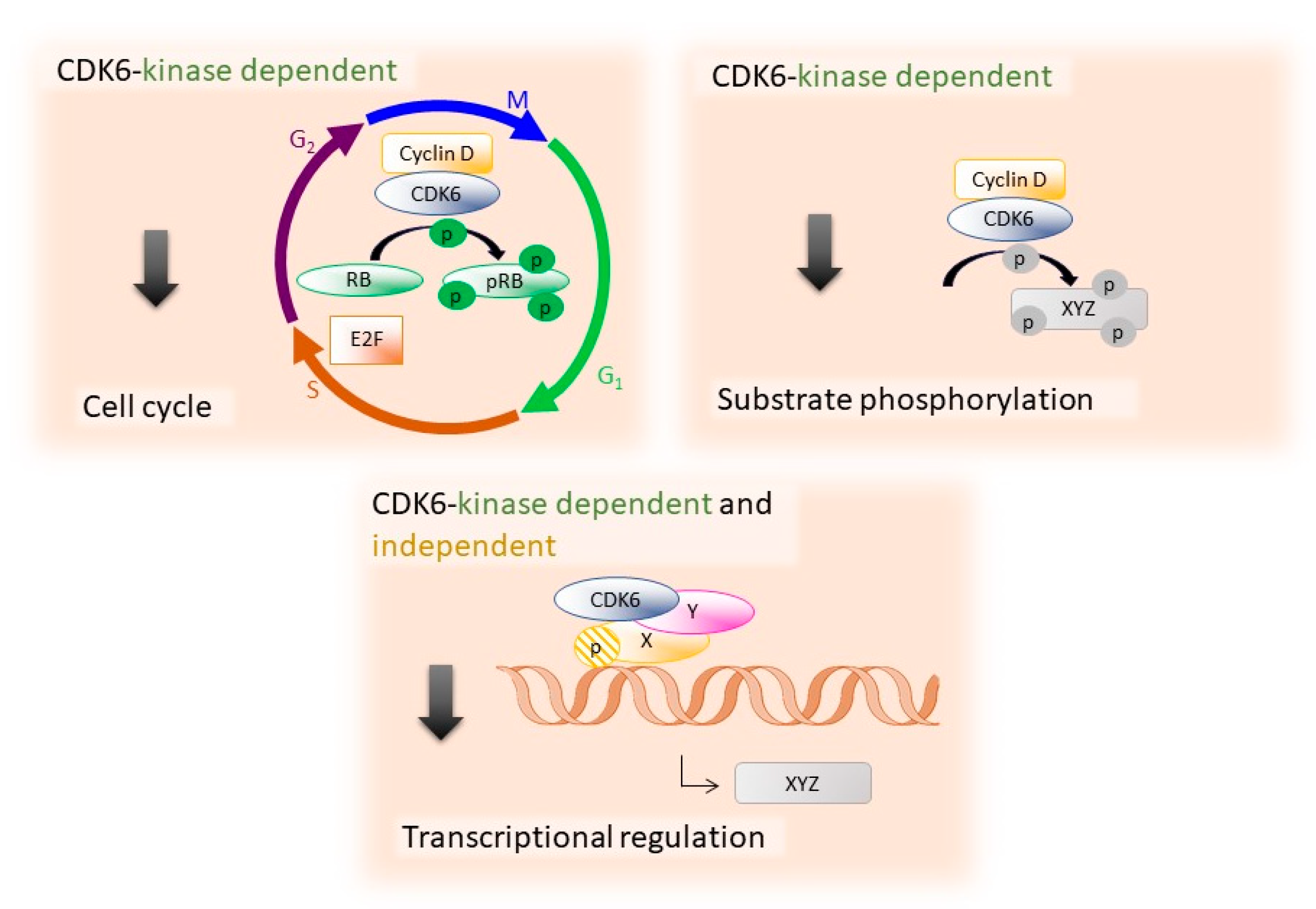 Ijms 21 02528 g001 Ijms 21 02528 g001