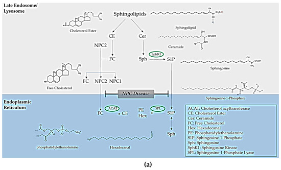 Lipid trafficking defects in Niemann-Pick type C disease