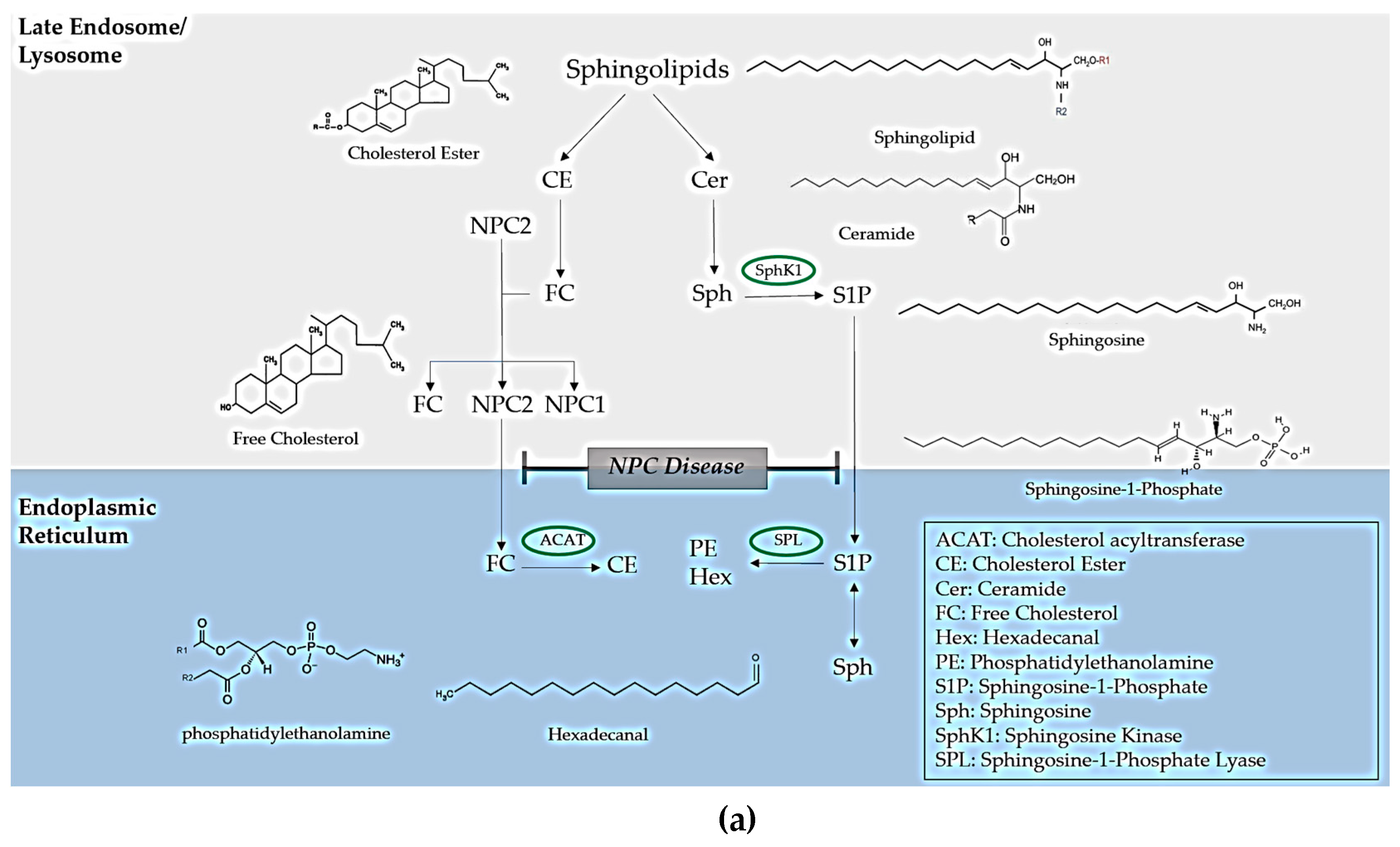 Niemann-Pick Disease, Types C1 (D)