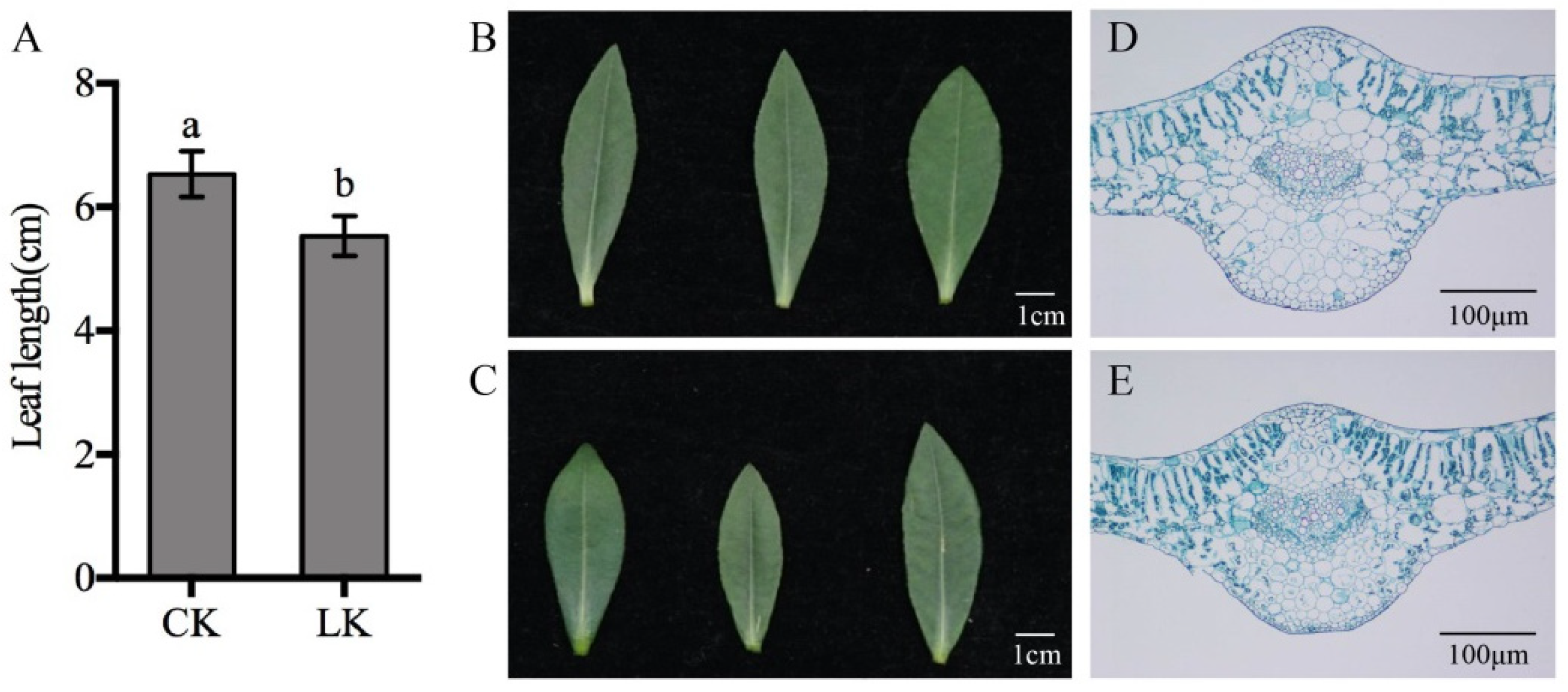 Ijms 21 02537 g001 Ijms 21 02537 g001