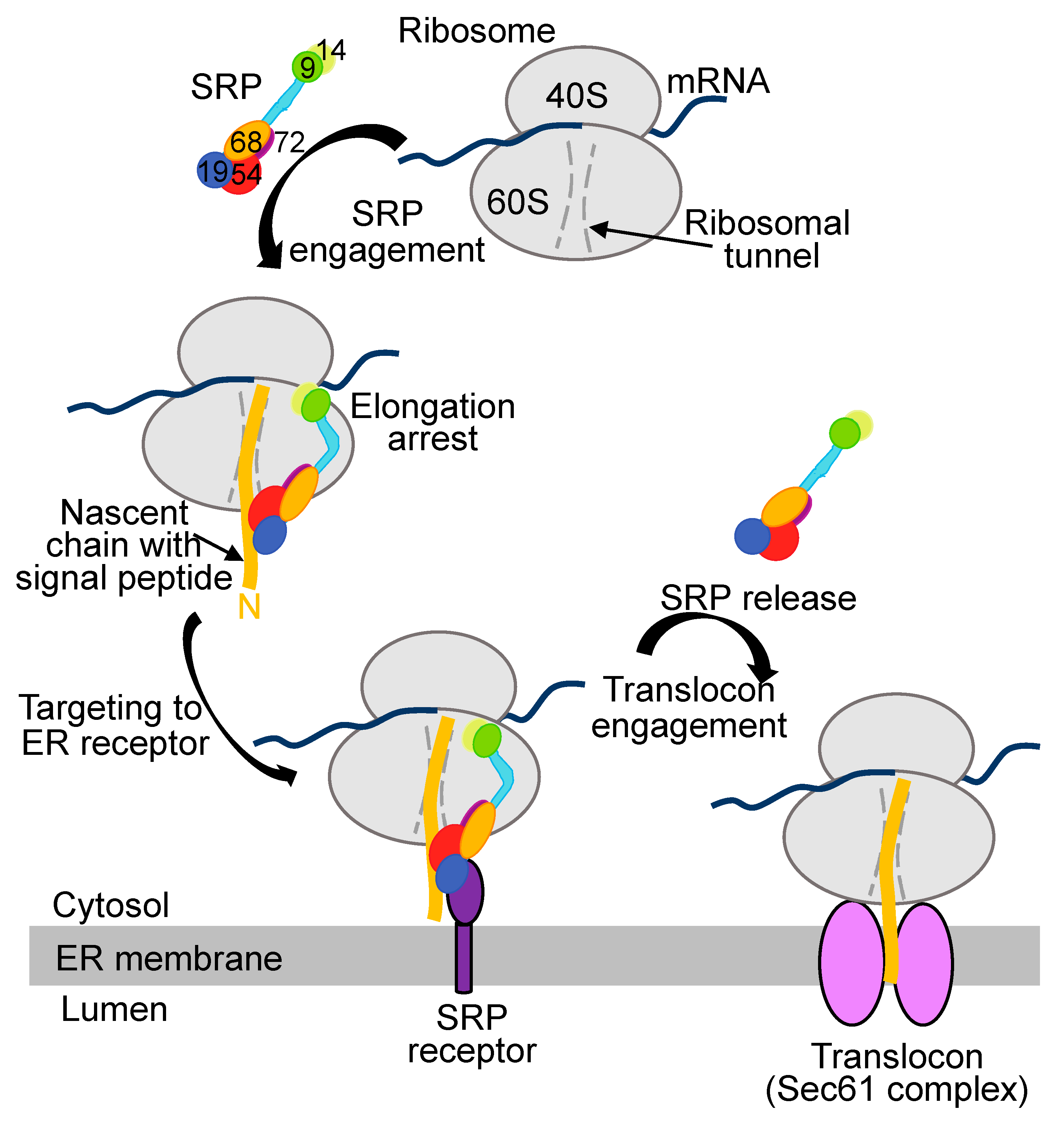 releases new peptides into er lumen srp releases new peptides into er lumen srp